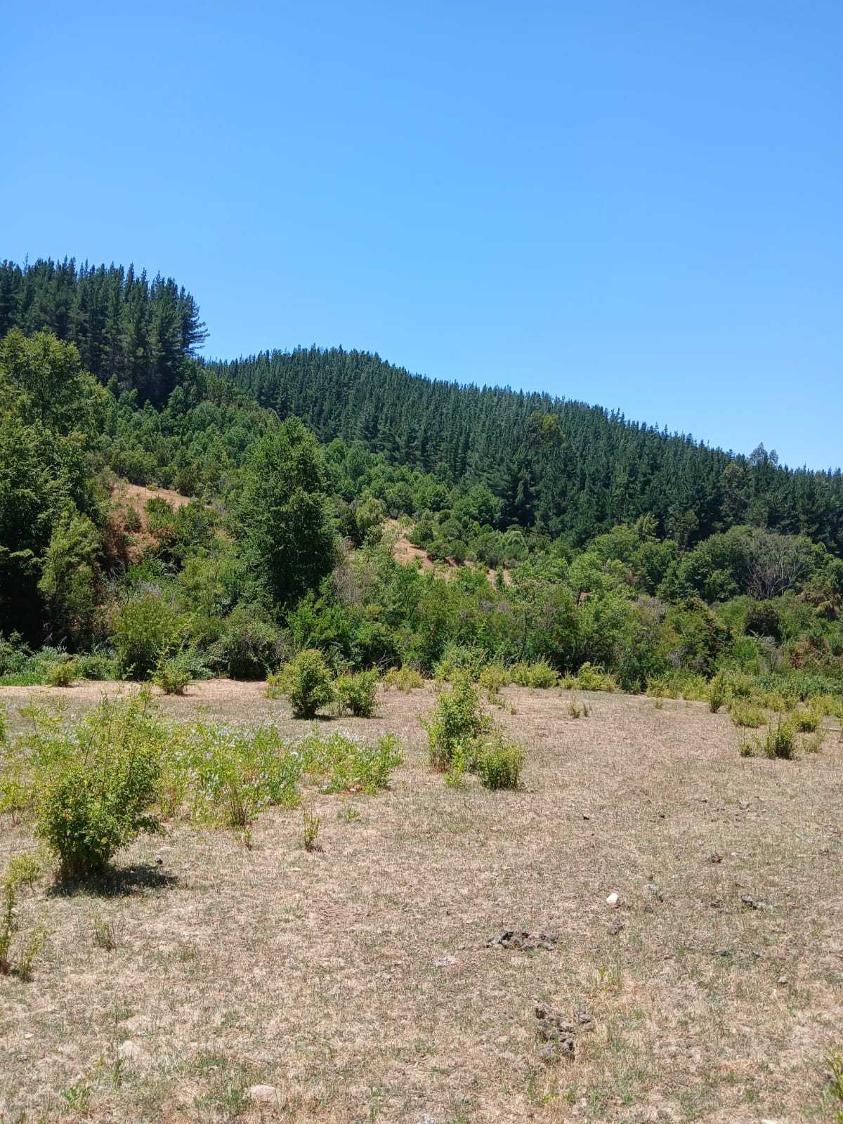 Venta Parcela Linares - Maule