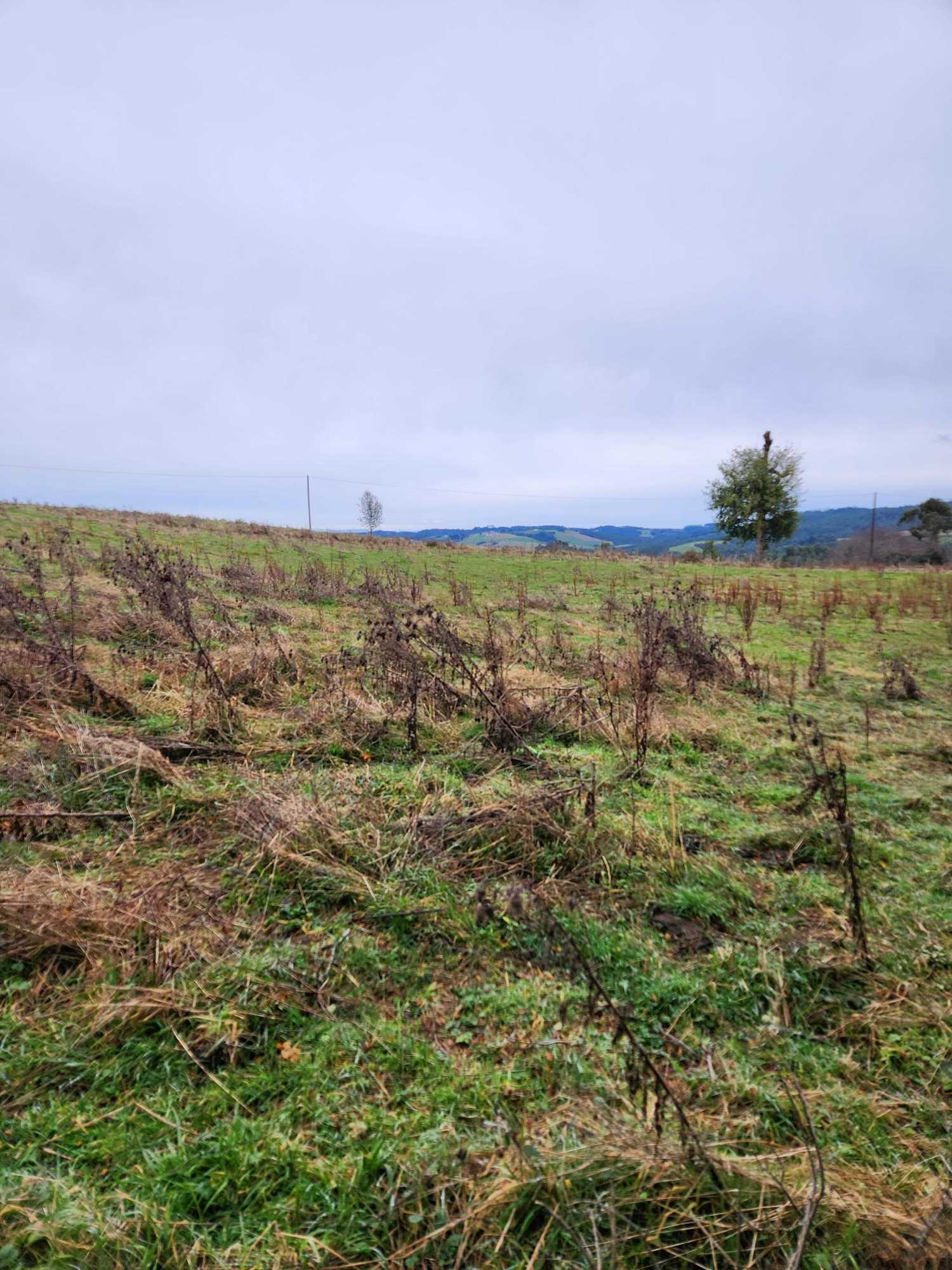 Venta Parcela Los Muermos - Los Lagos
