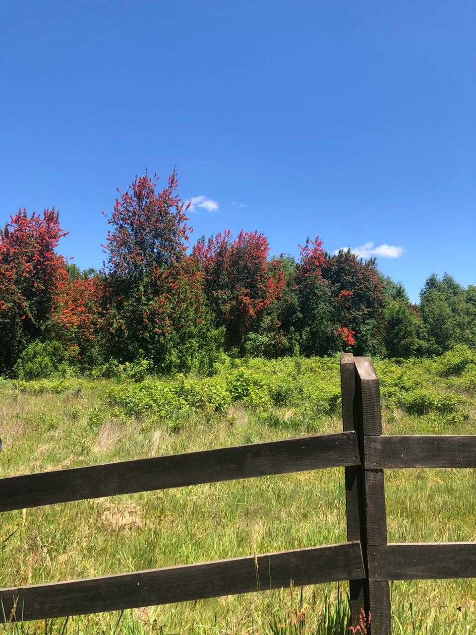 Venta Parcela Valdivia - Los Ríos