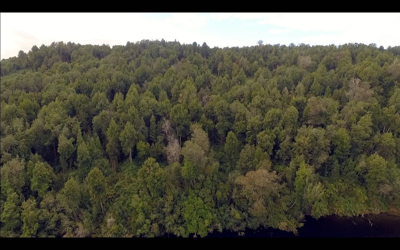 Venta Parcela Chonchi - Los Lagos