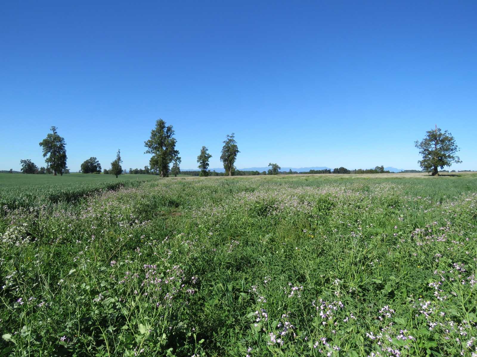 Venta Parcela Río Bueno - Los Ríos