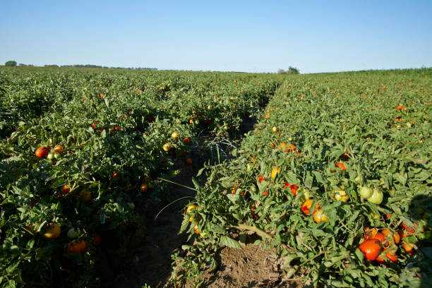 Campo 102 Hectareas Planas de Riego