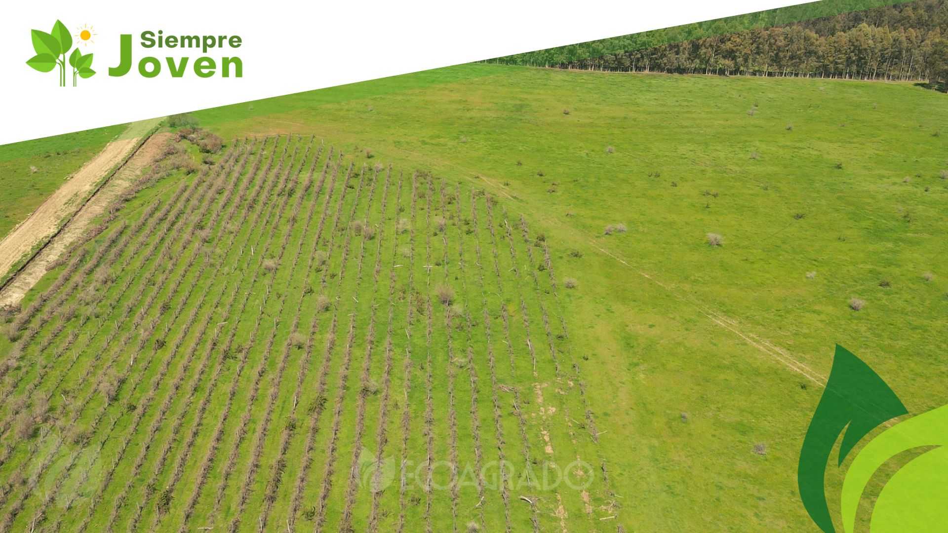 Venta Parcela Chillan Viejo - Ñuble