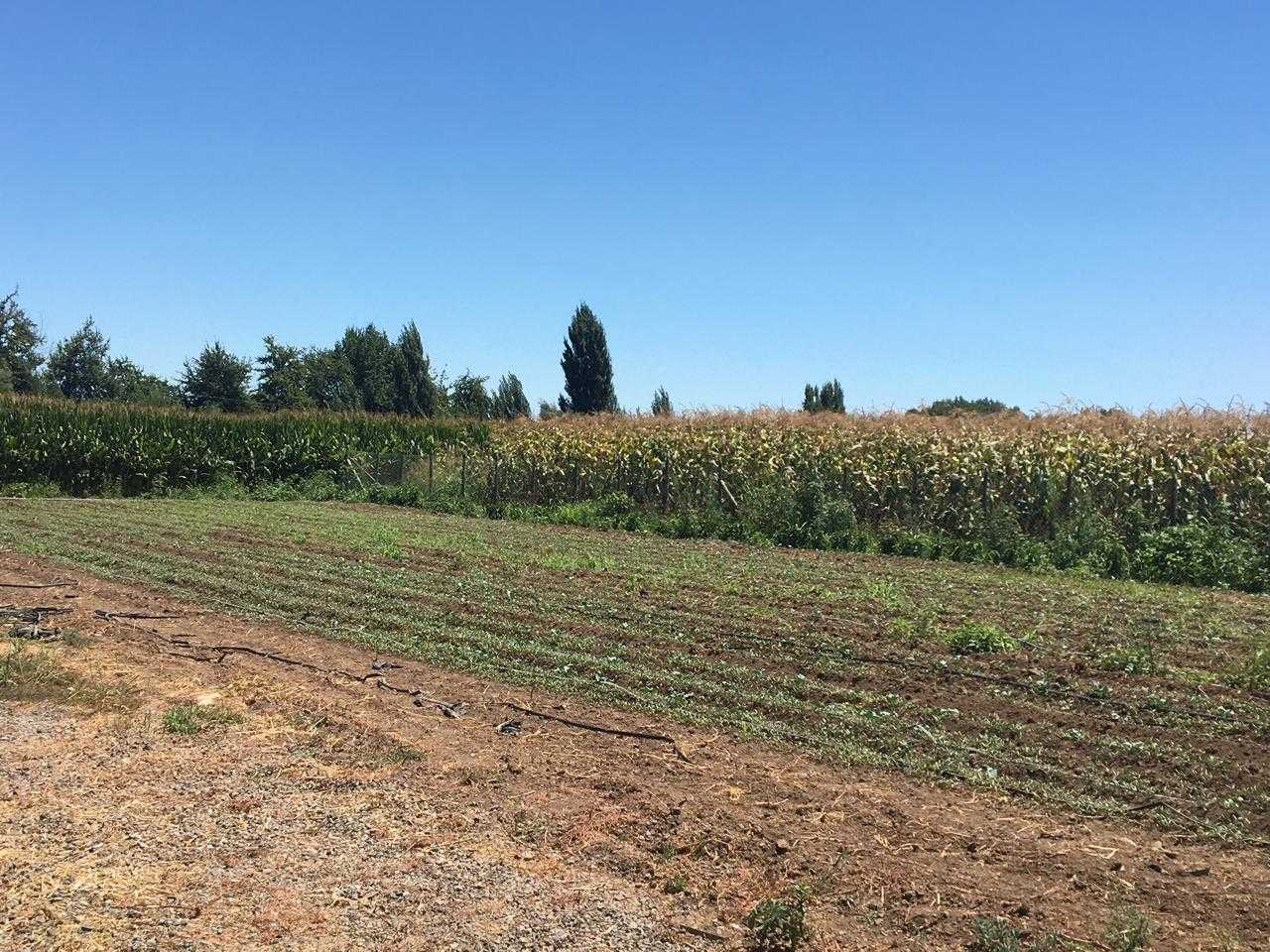 Venta Parcela Santa Cruz - O'Higgins
