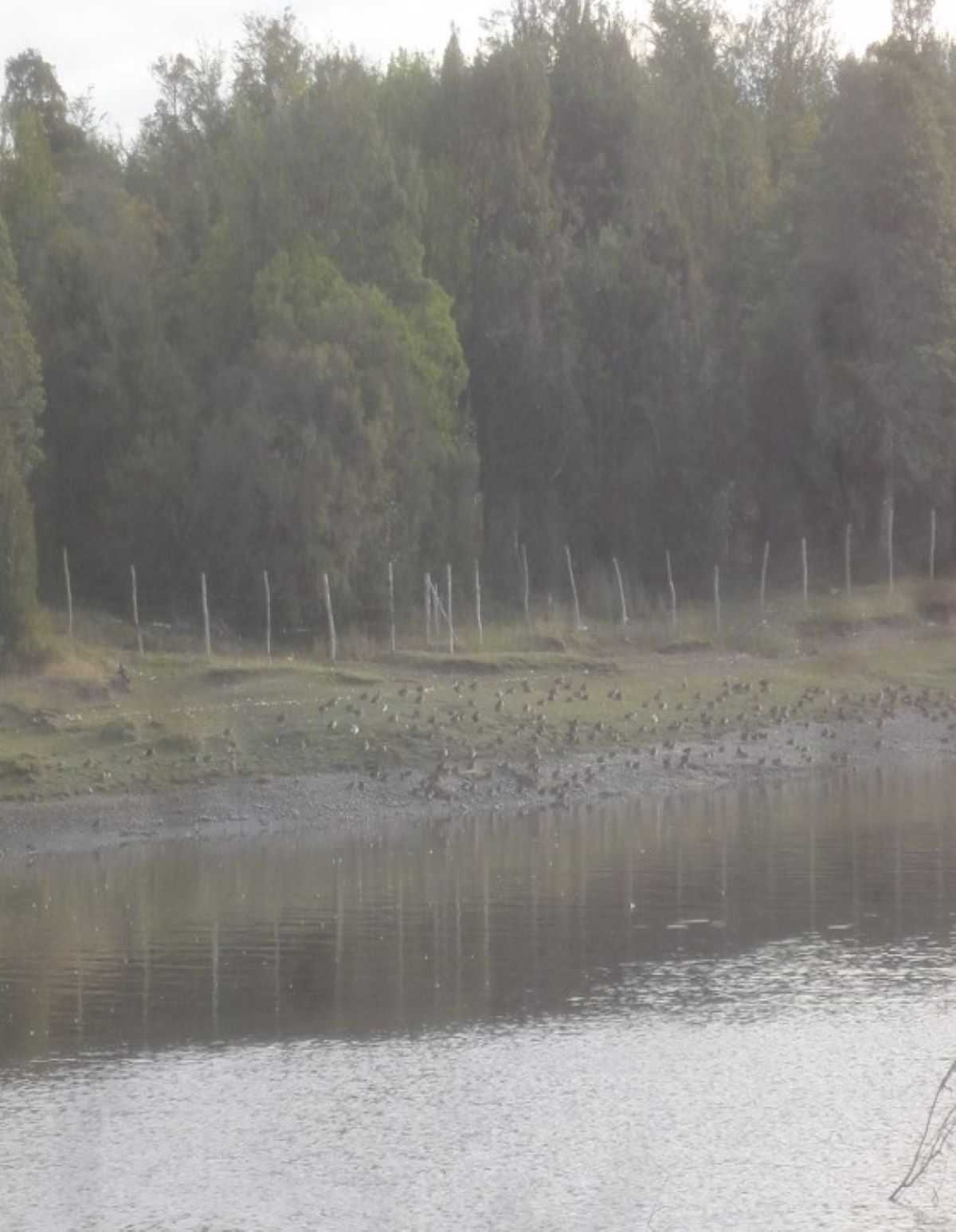 Venta Terreno Chonchi - Los Lagos