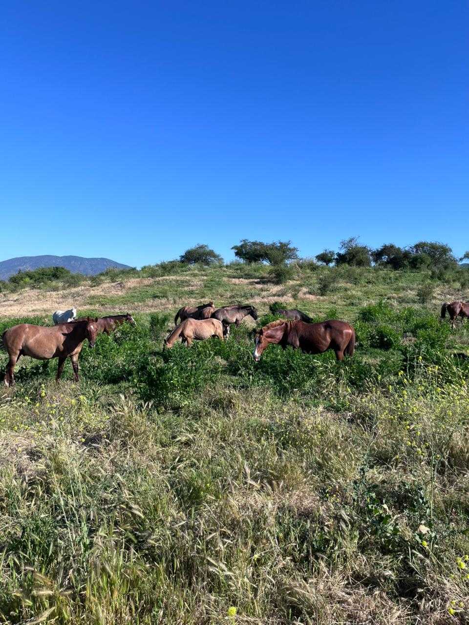 Venta Parcela Melipilla - Región Metropolitana