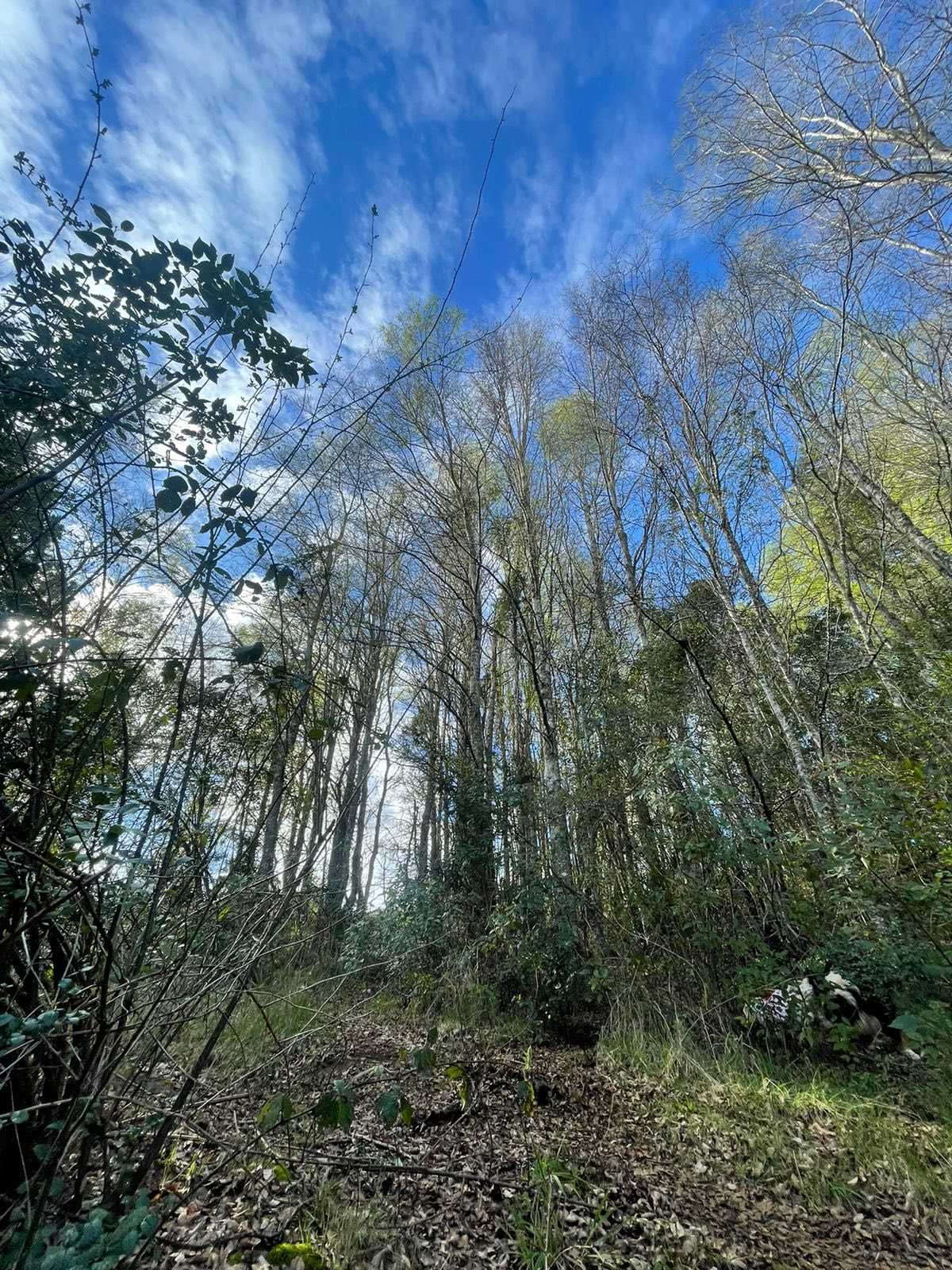 Venta Parcela Lautaro - La Araucanía