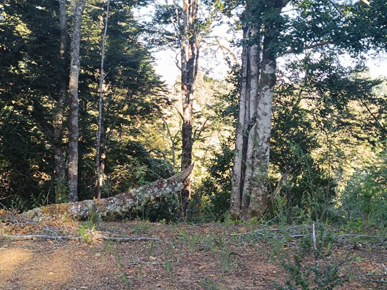 Venta Parcela Valdivia - Los Ríos