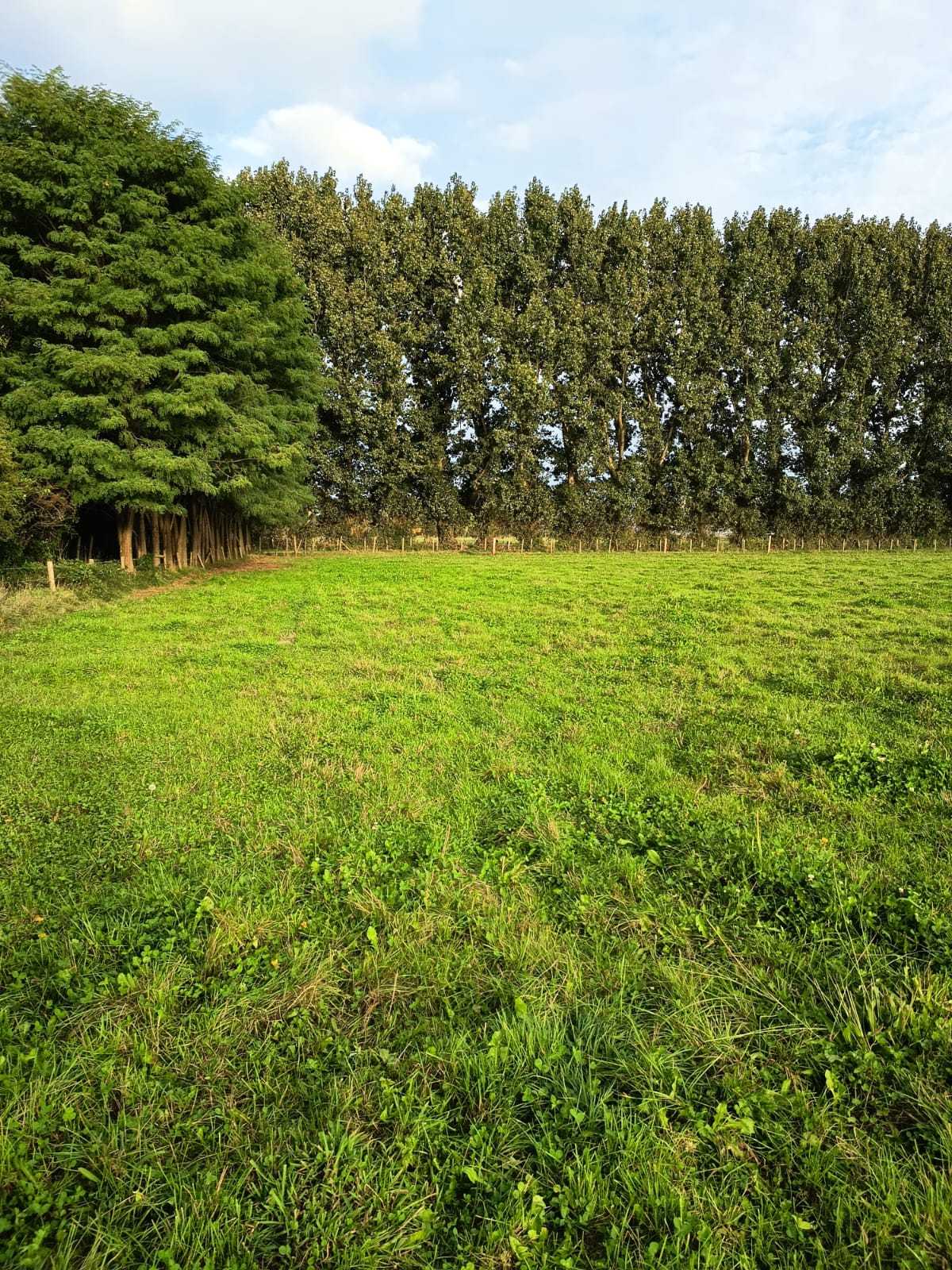 Venta Parcela Plana en Freire