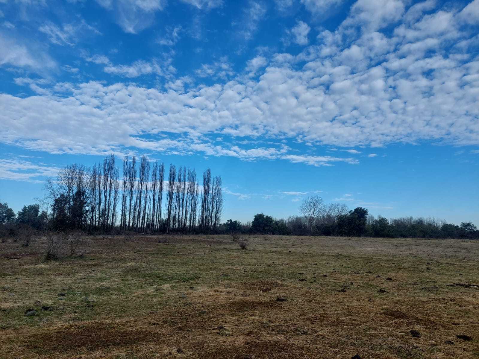 Campo 6 Ha Plano y a 2 Km de Ruta 5 Sur