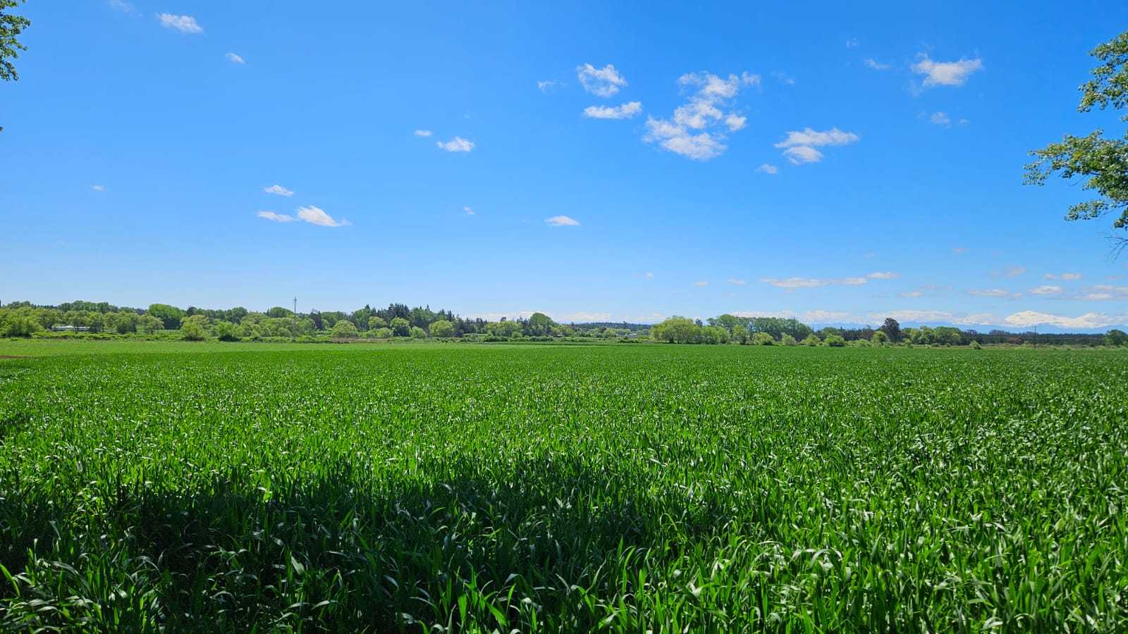 Venta Terreno Bulnes - Ñuble