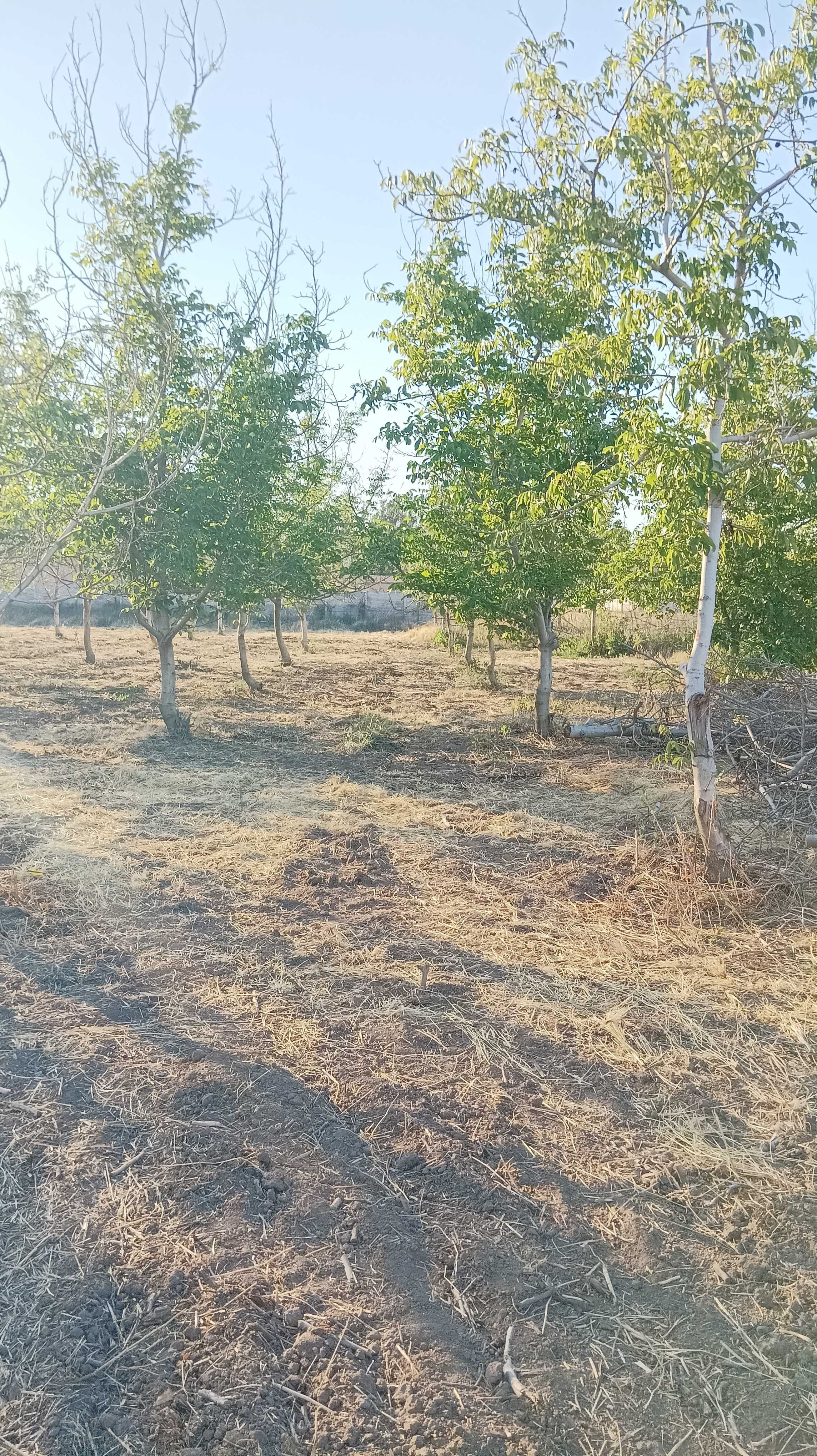 Venta Sitio Colina - Región Metropolitana