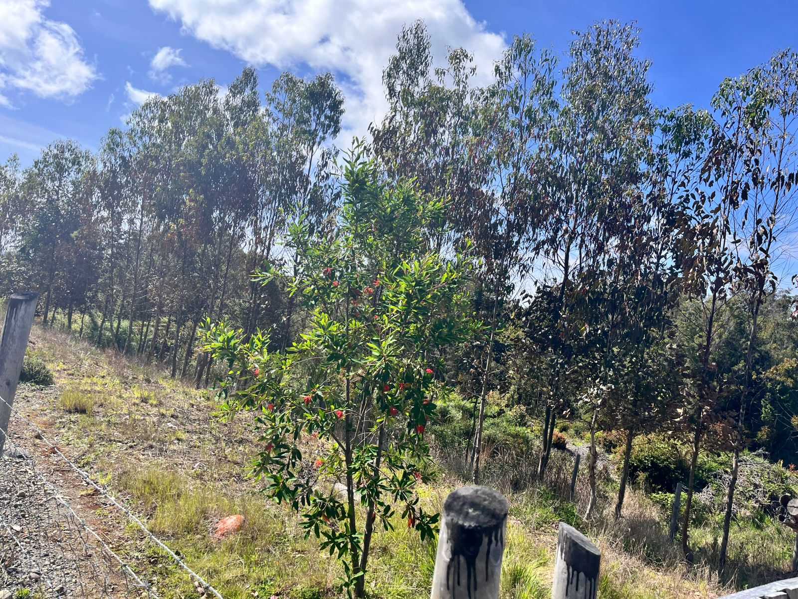 Venta Parcela Puerto Montt - Los Lagos
