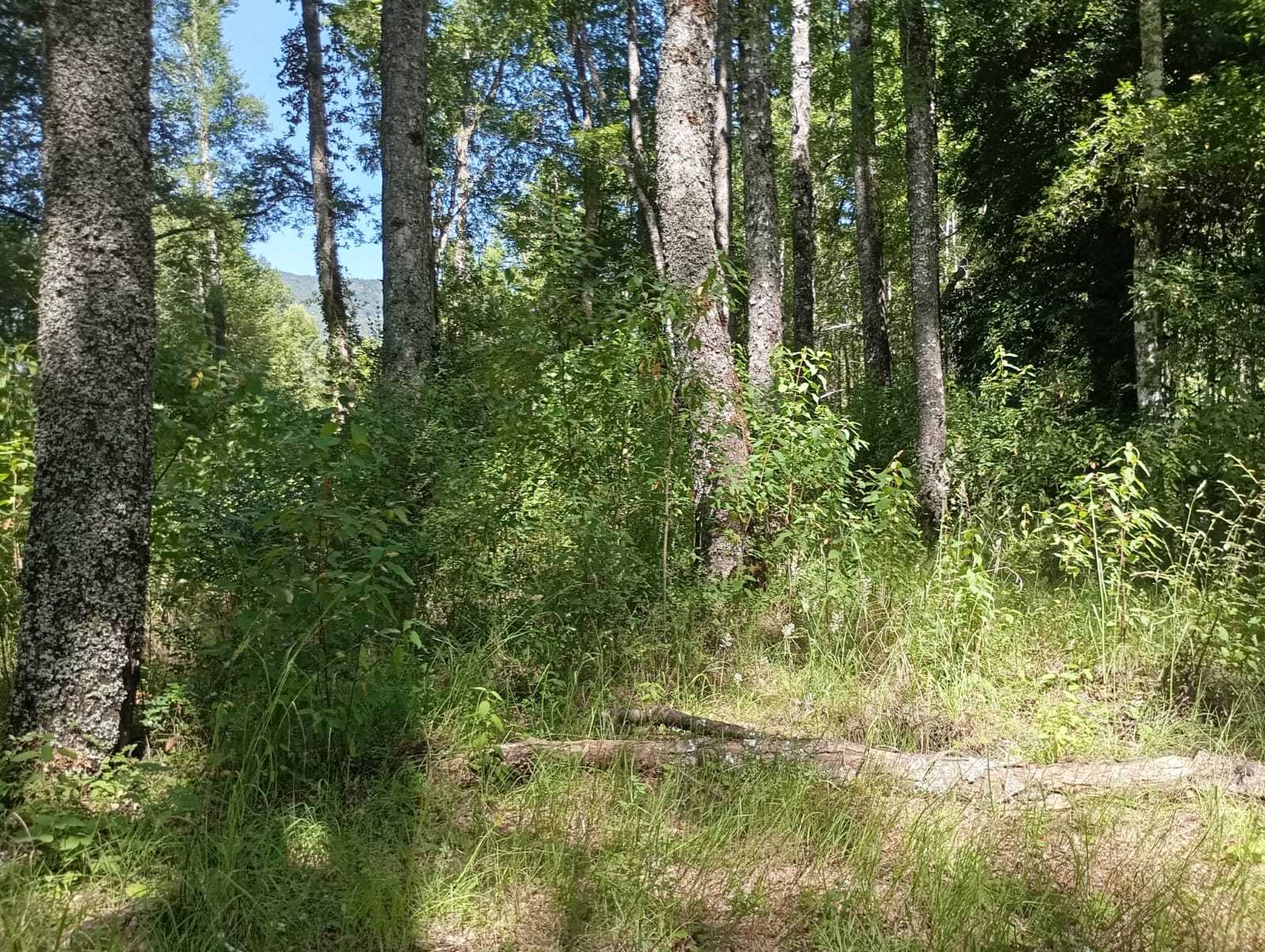 Venta Parcela Pucón - La Araucanía