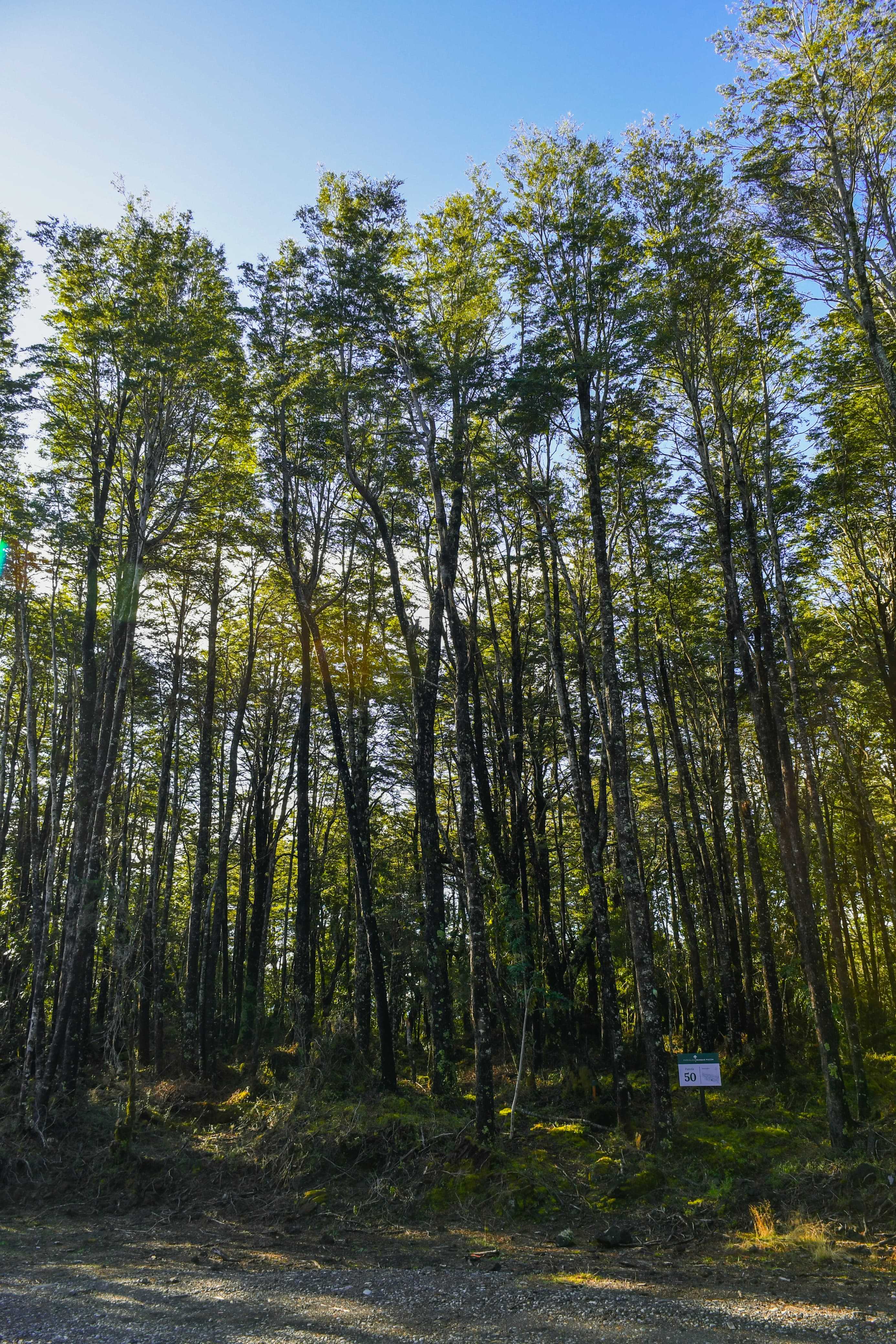 Venta Parcela Pucón - La Araucanía