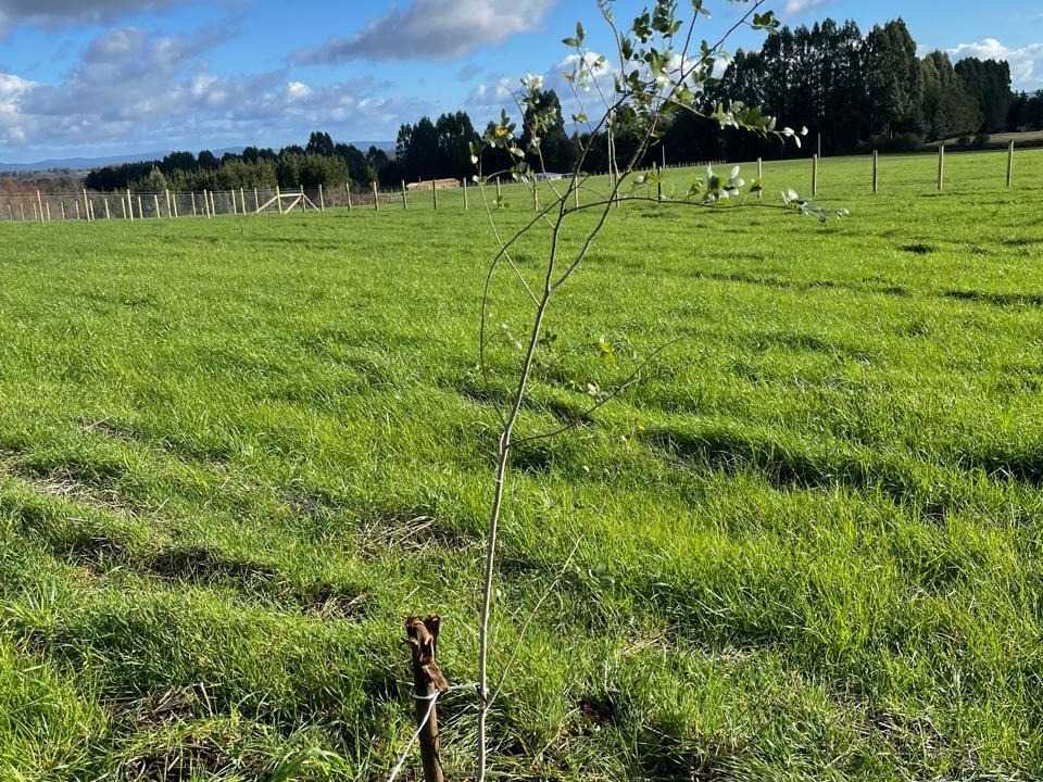 Venta Parcela Freire - La Araucanía