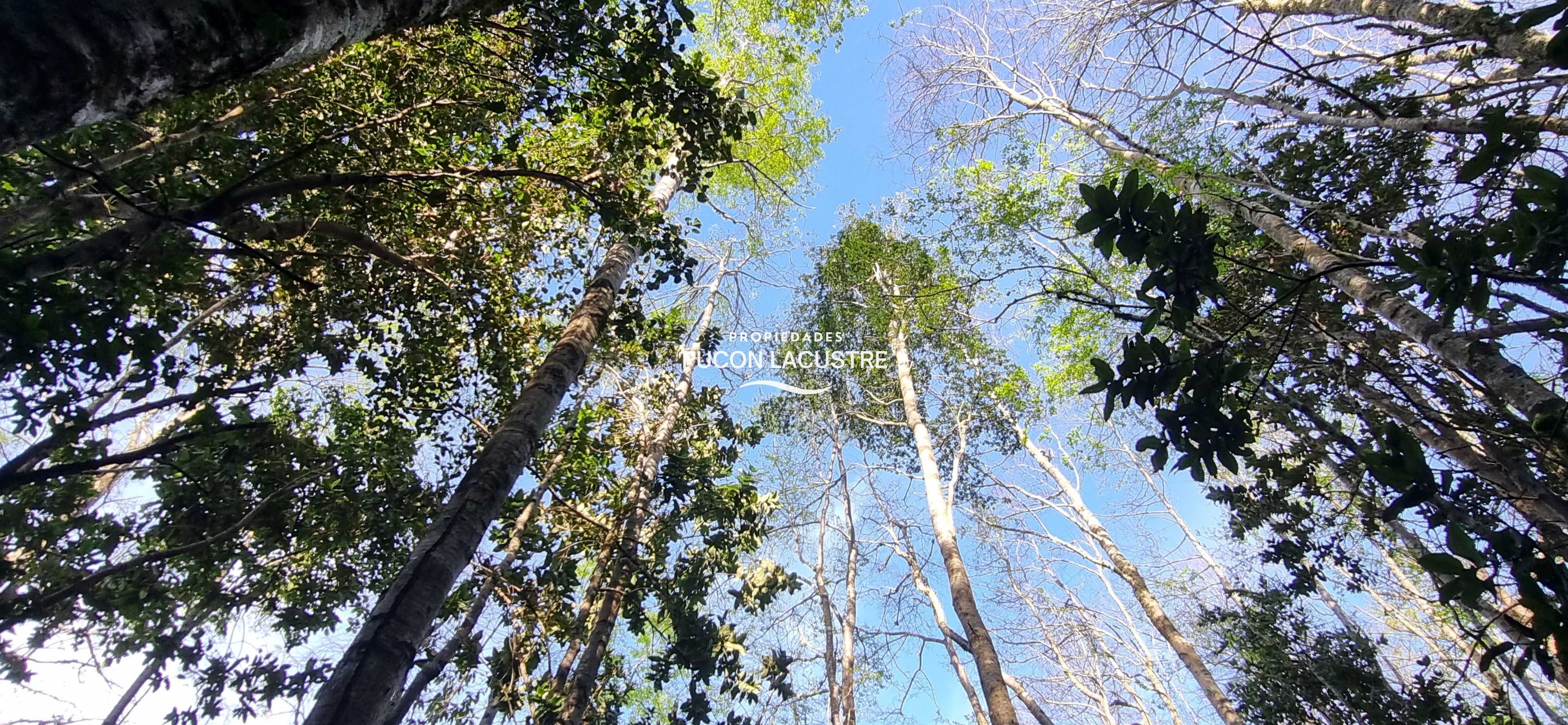 Venta Parcela Villarrica - La Araucanía