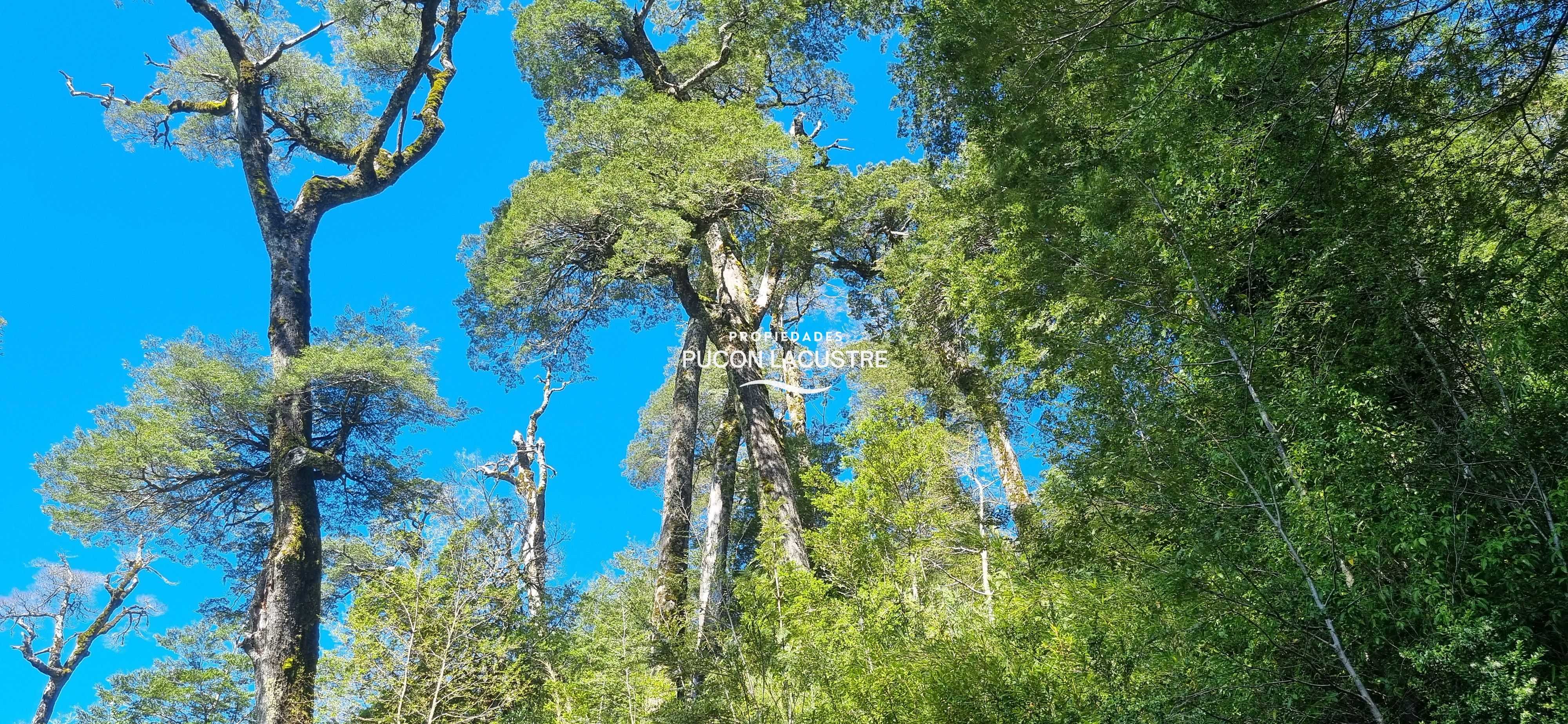 Venta Parcela Panguipulli - Los Ríos