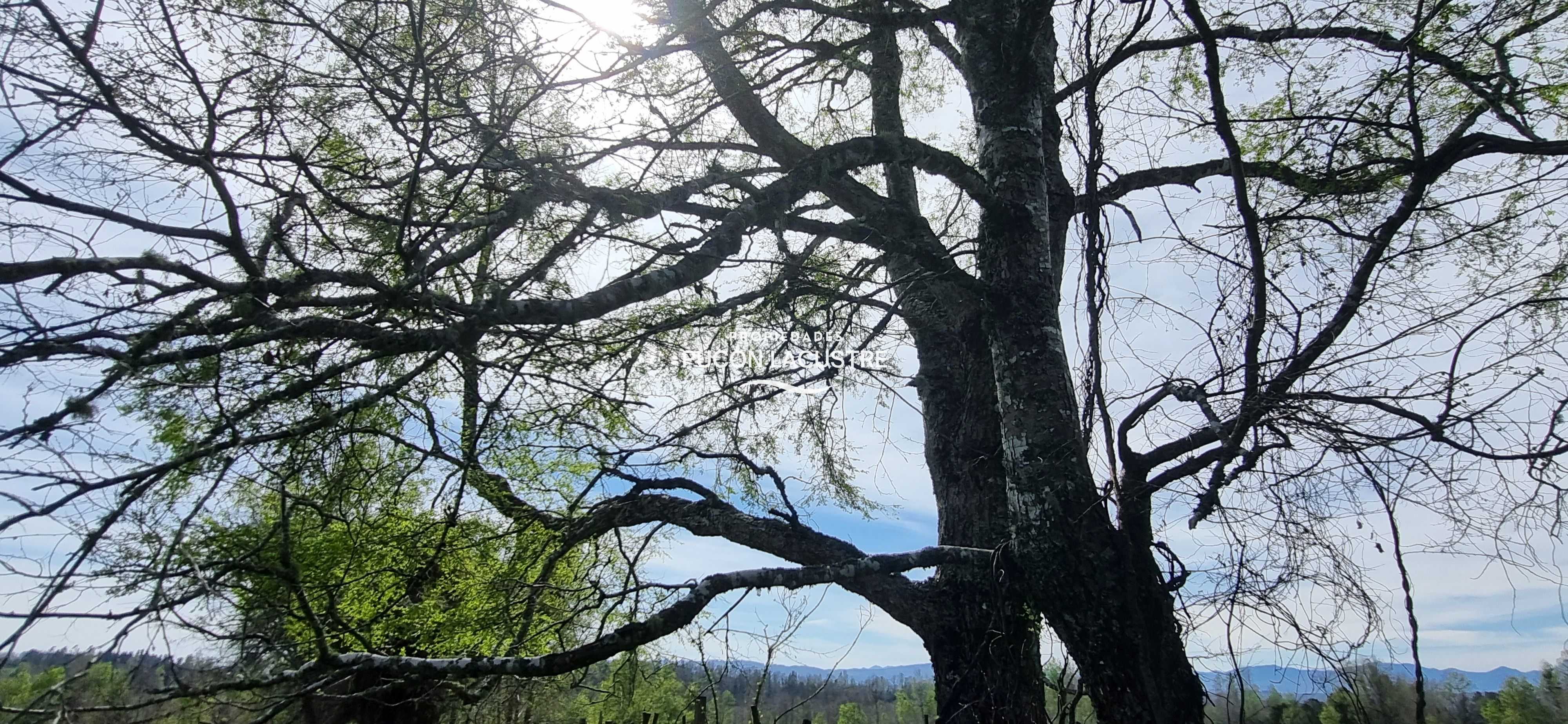 Venta Parcela Villarrica - La Araucanía