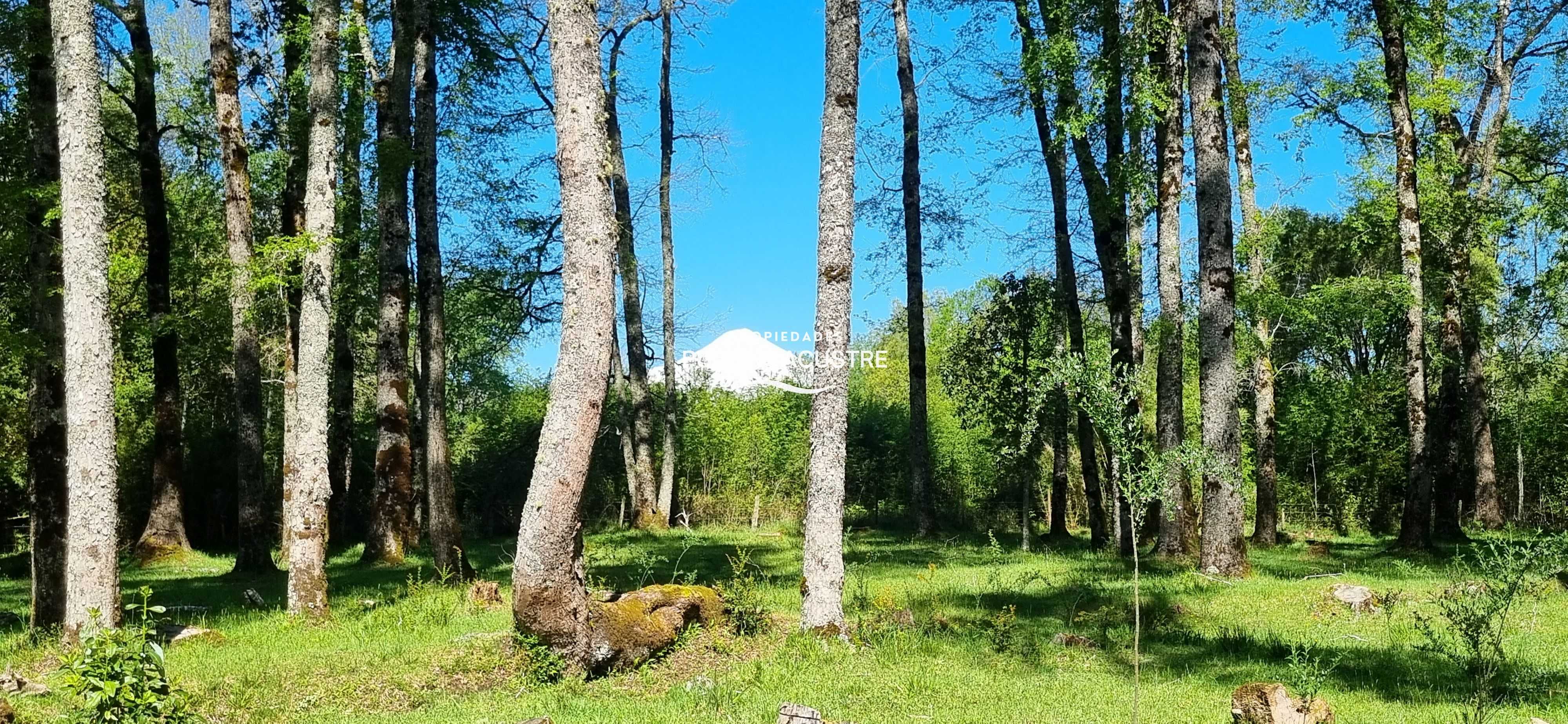 Venta Parcela Villarrica - La Araucanía