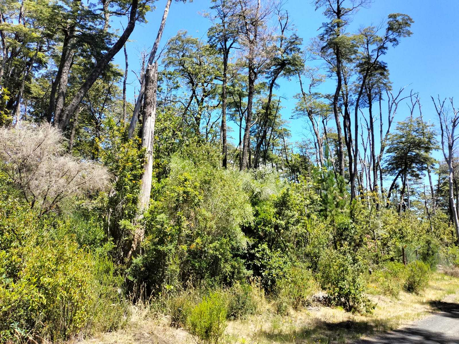 Venta Parcela Pucón - La Araucanía