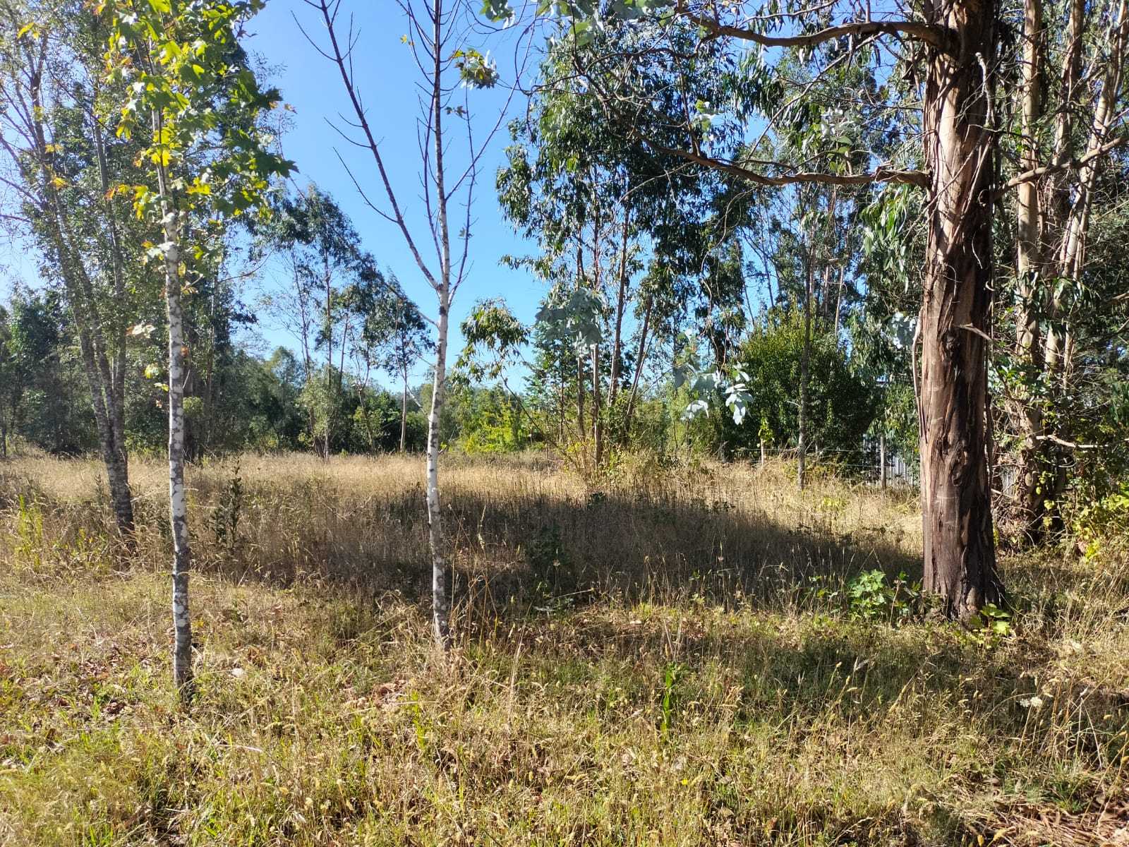 Venta Parcela Freire - La Araucanía