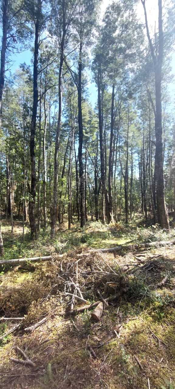 Venta Parcela Villarrica - La Araucanía