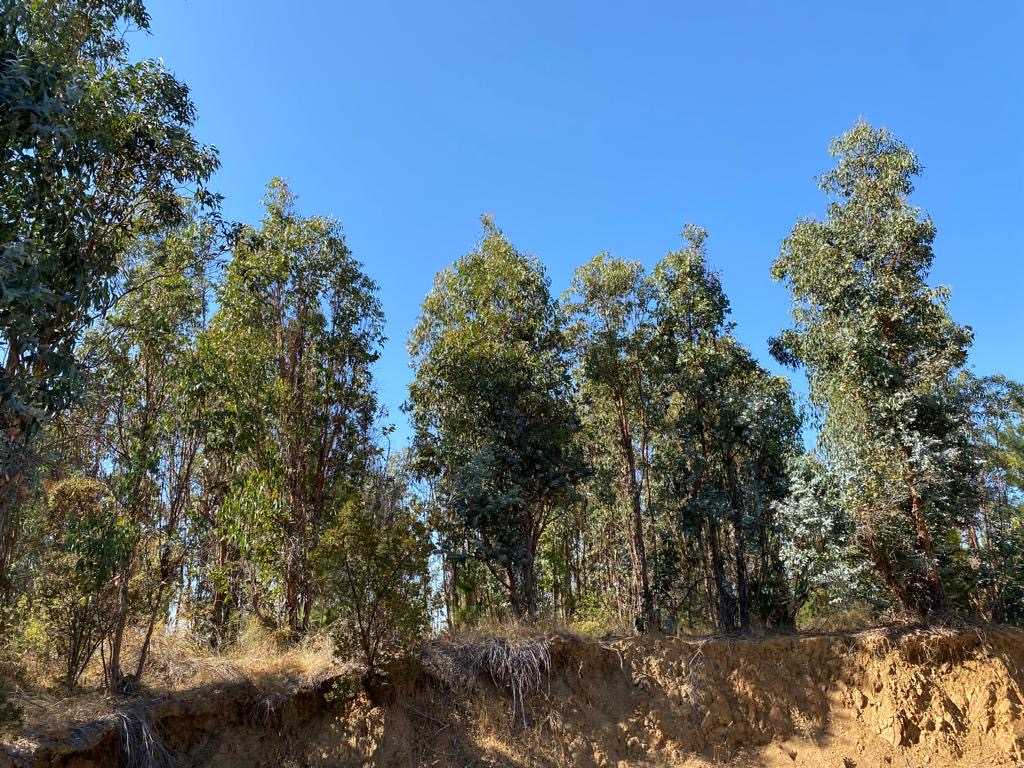 Venta Parcela Cauquenes - Maule