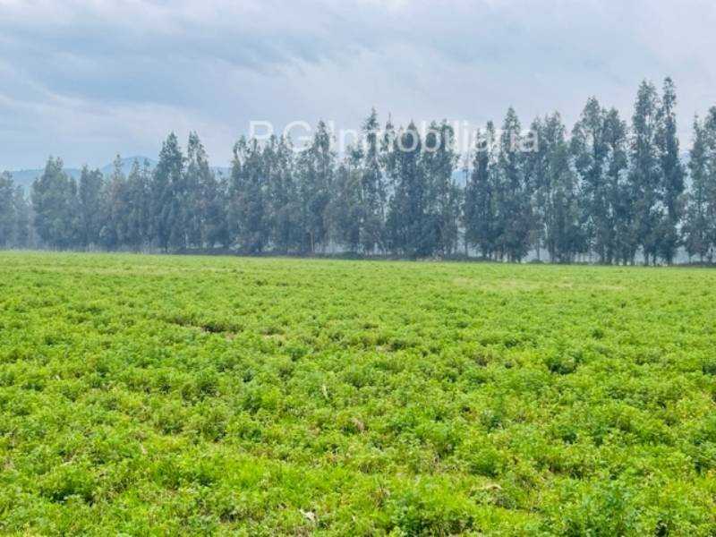 Venta Sitio Paine - Región Metropolitana