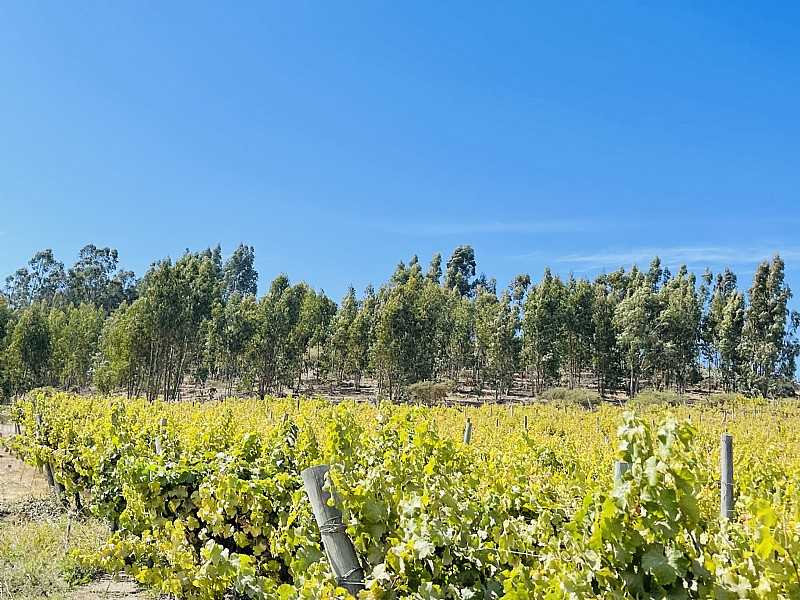 Venta Sitio Navidad - O'Higgins