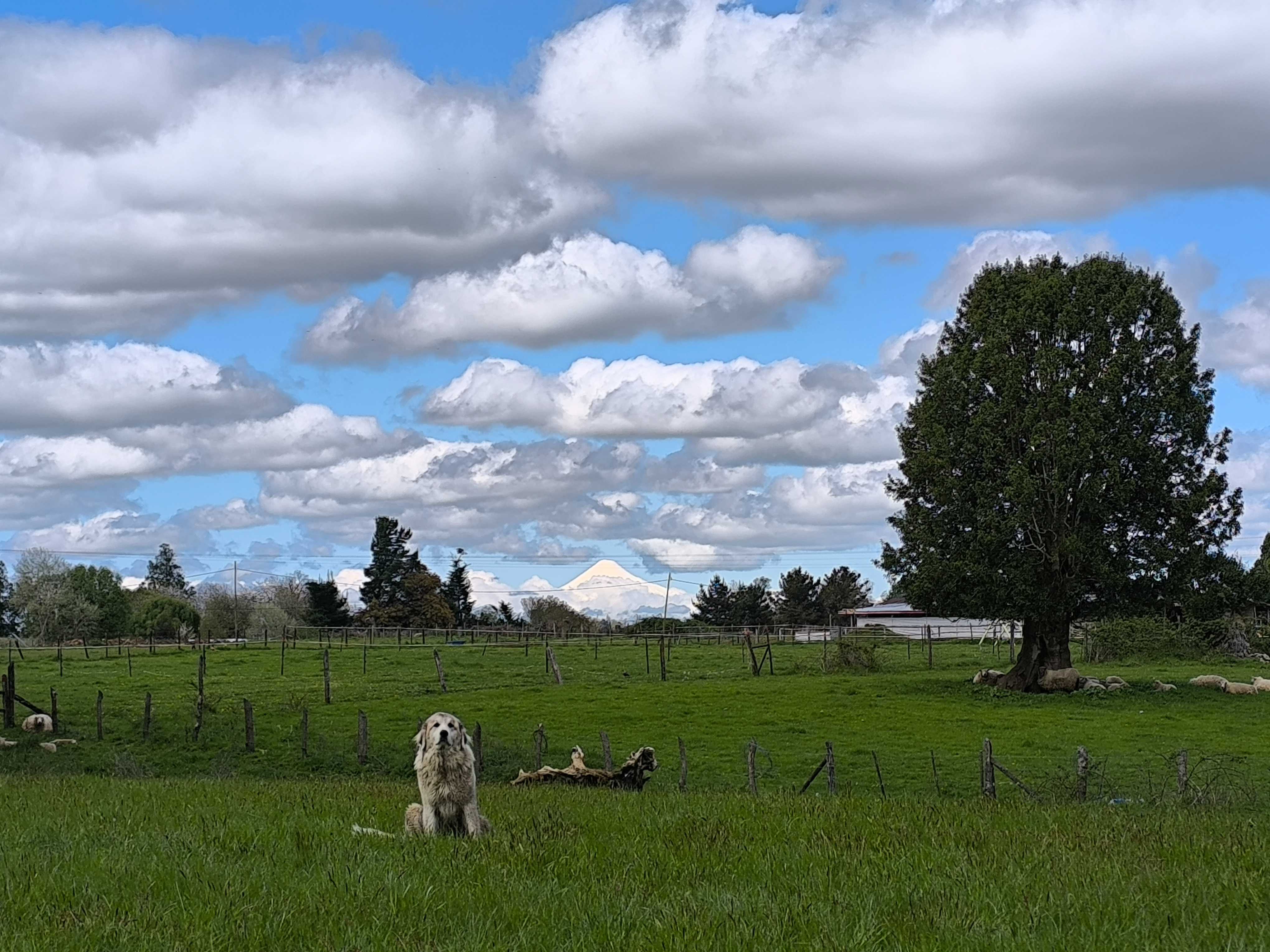 Venta Parcela Osorno - Los Lagos