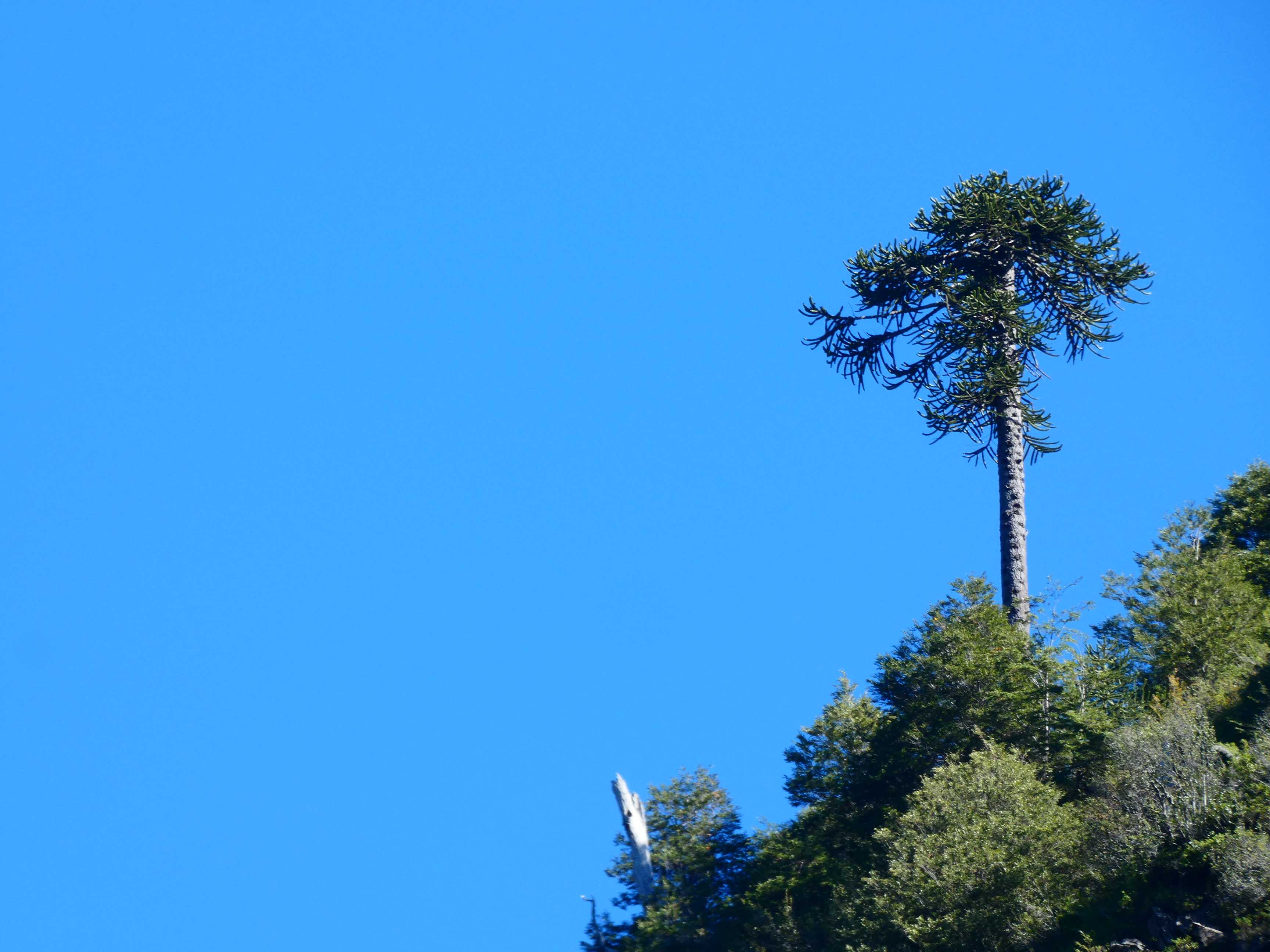 Venta Parcela Melipeuco - La Araucanía