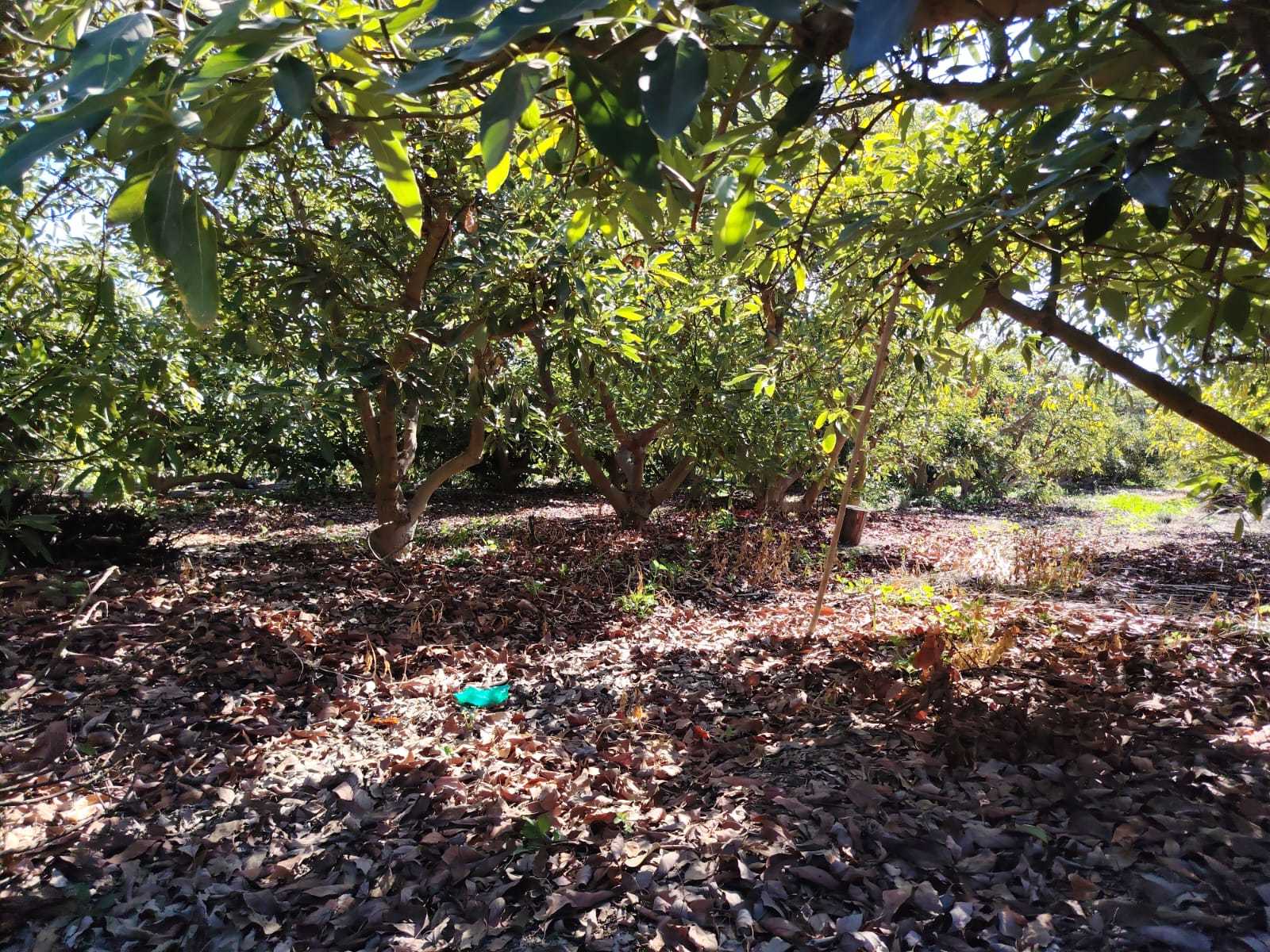 Venta de Huerto de Paltos en Producción – Hij