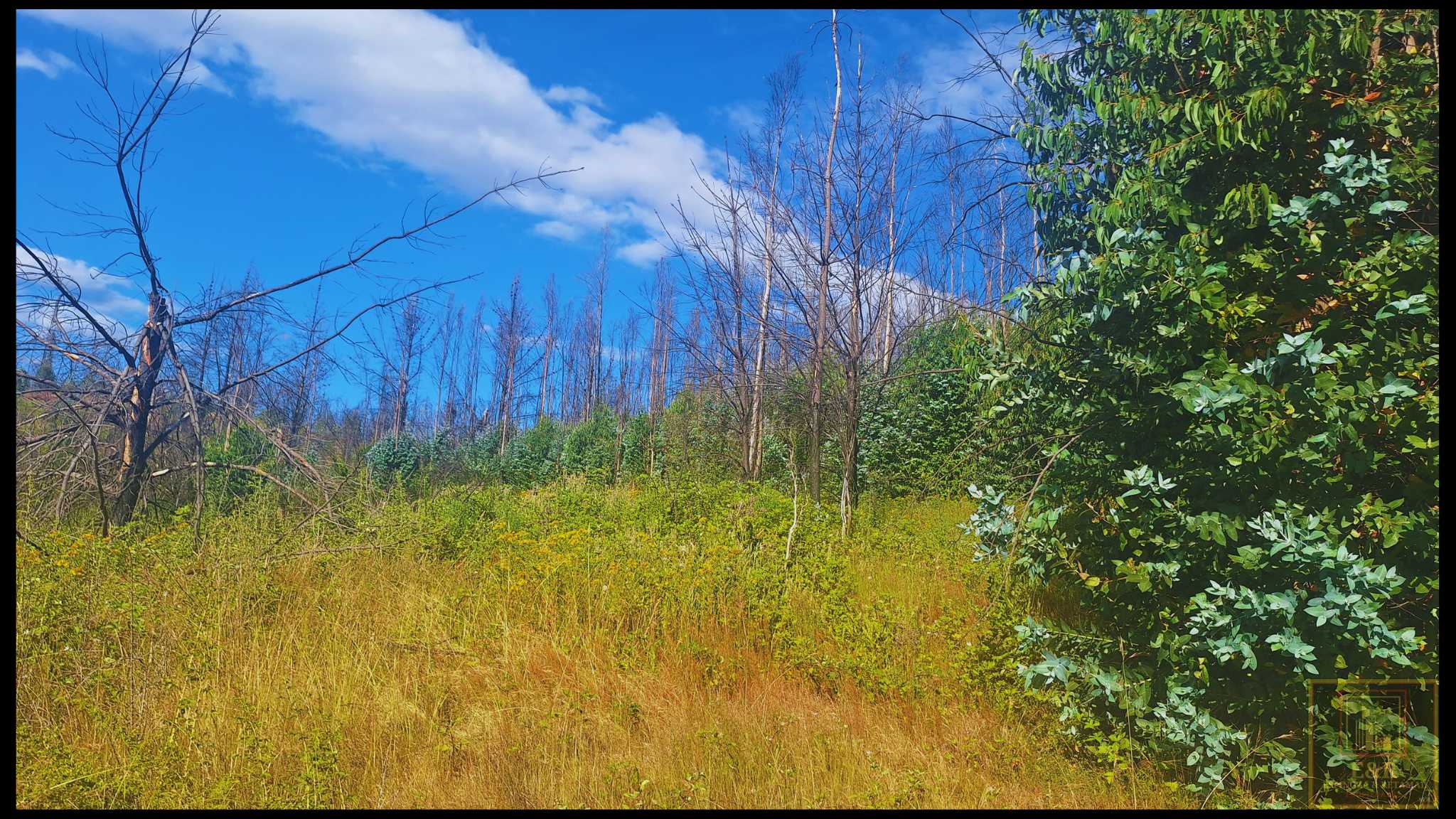 Venta Terreno Santa Juana - Biobío