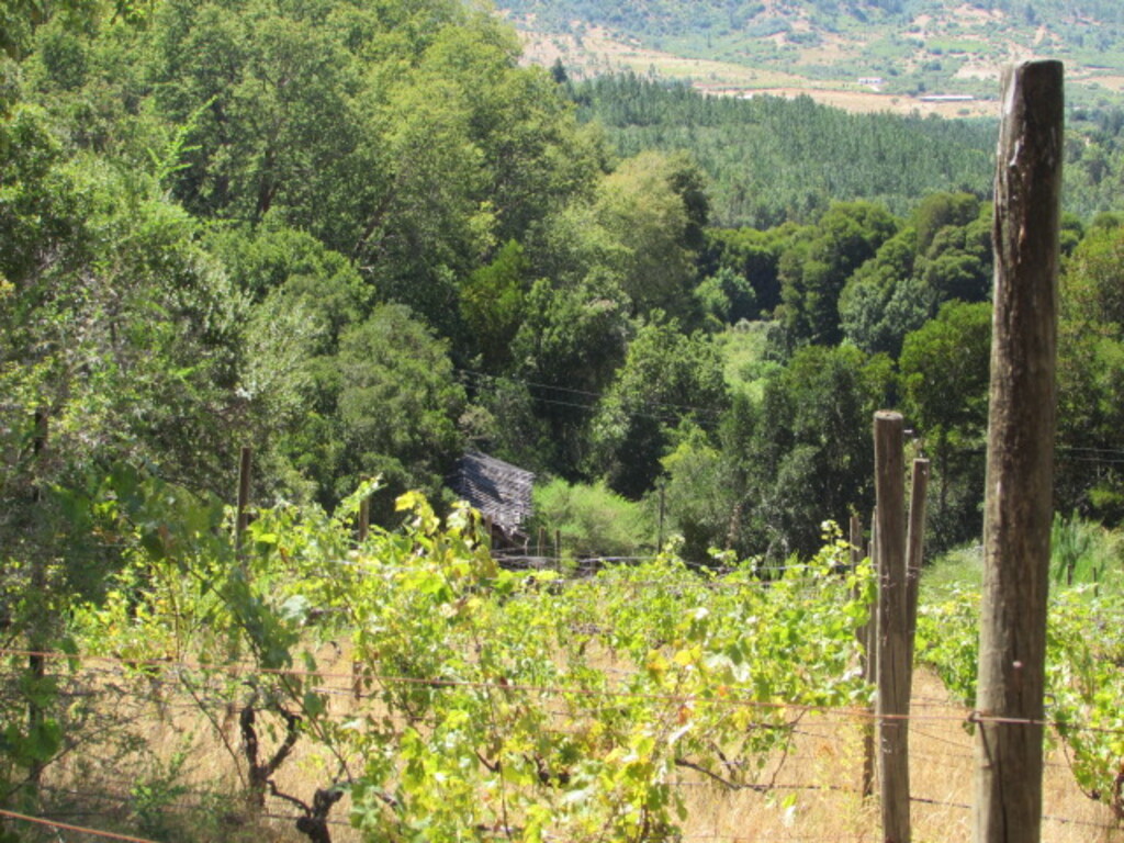 Venta Terreno Cauquenes - Maule