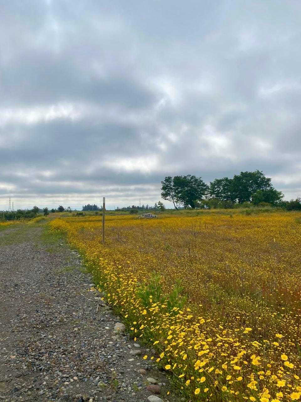 Venta Parcela Río Claro - Maule