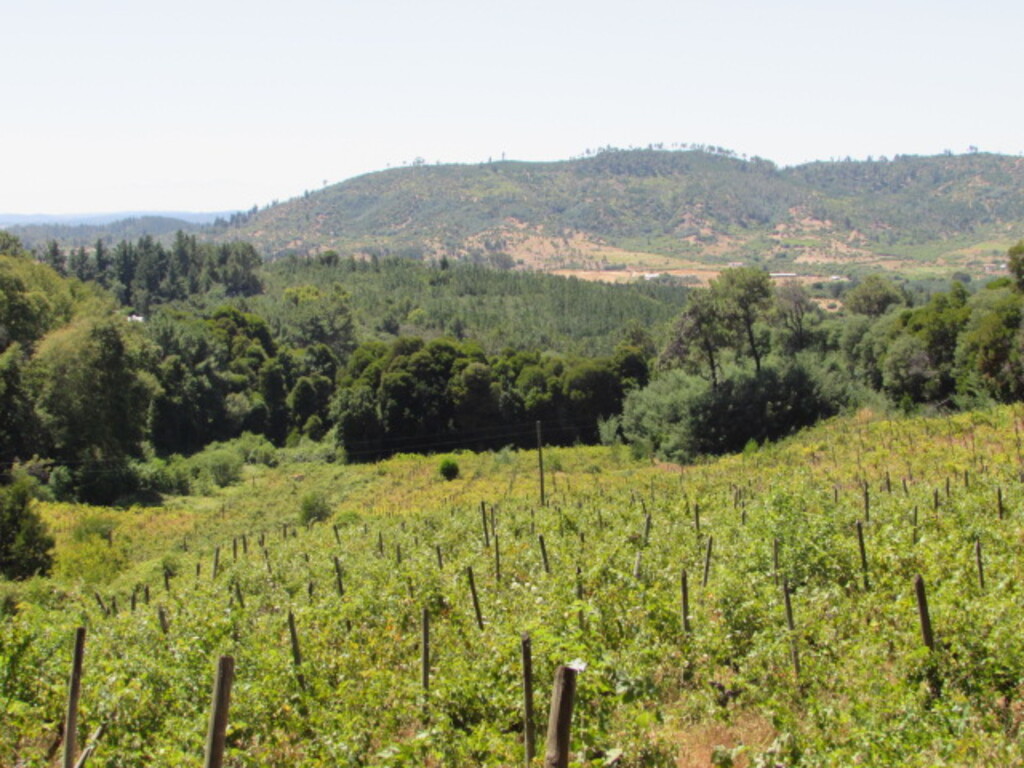Venta Parcela Cauquenes - Maule
