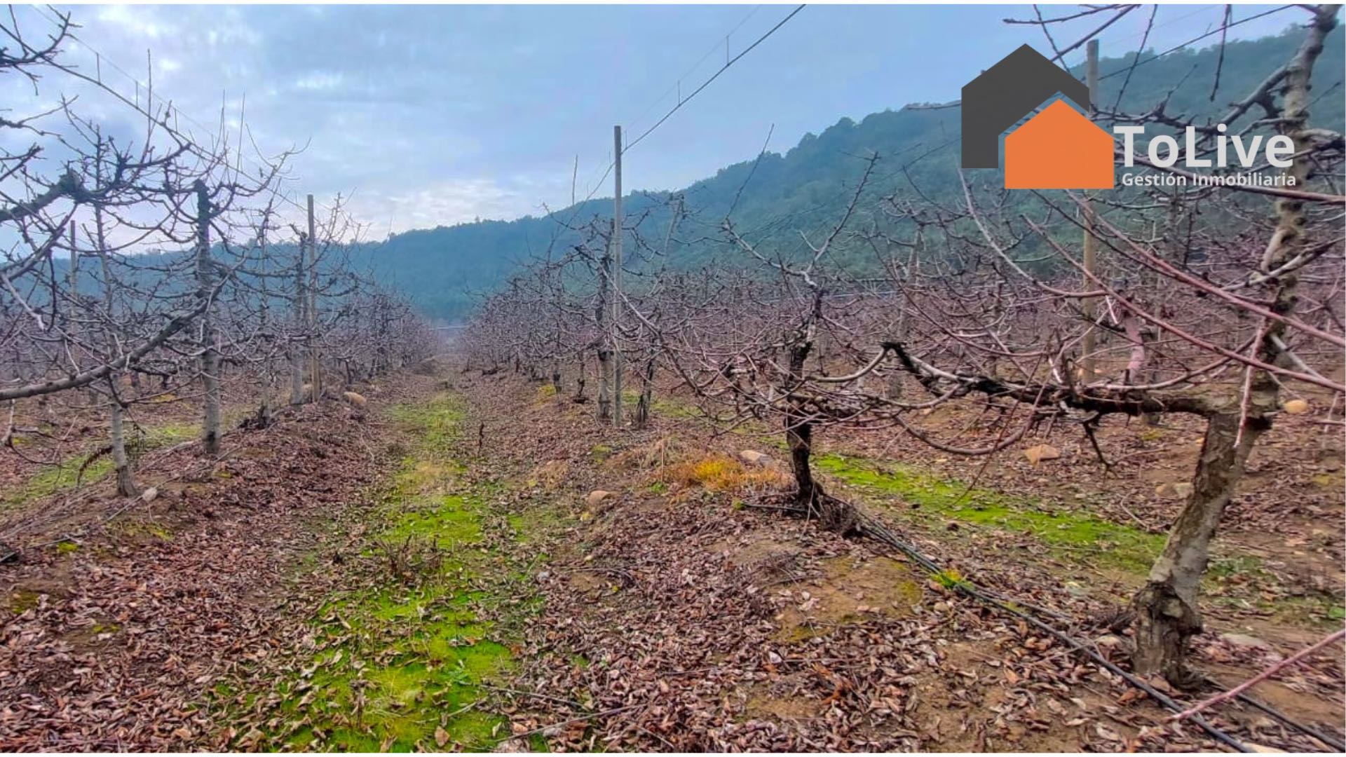Campo con Plantación de Cerezas y Agua