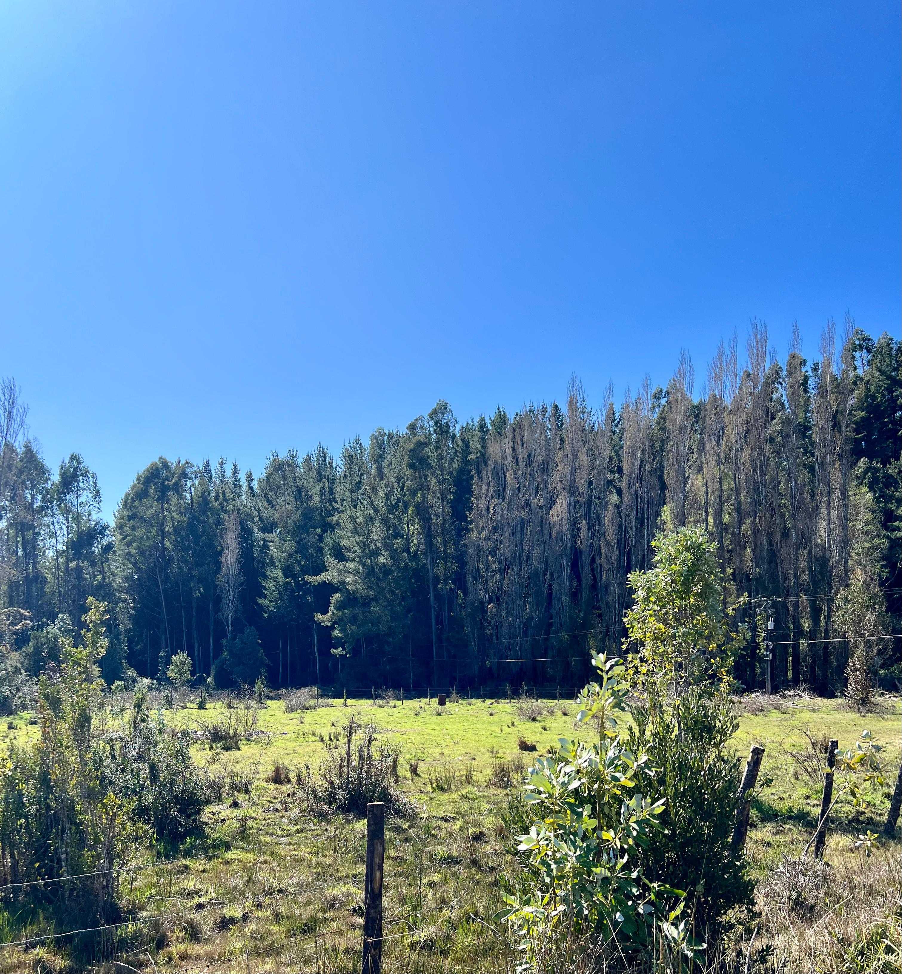 Venta Parcela Villarrica - La Araucanía