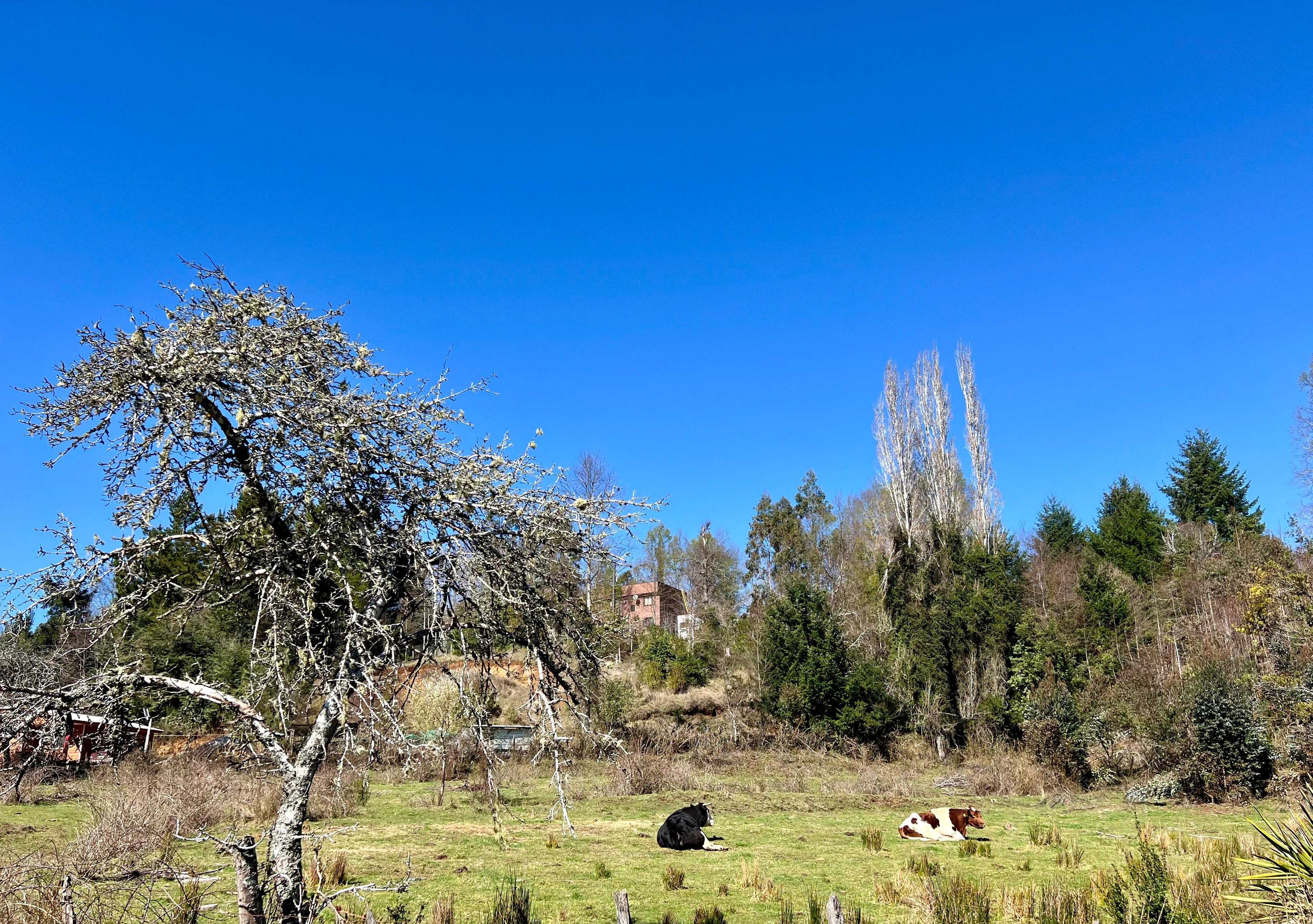 Venta Parcela Villarrica - La Araucanía