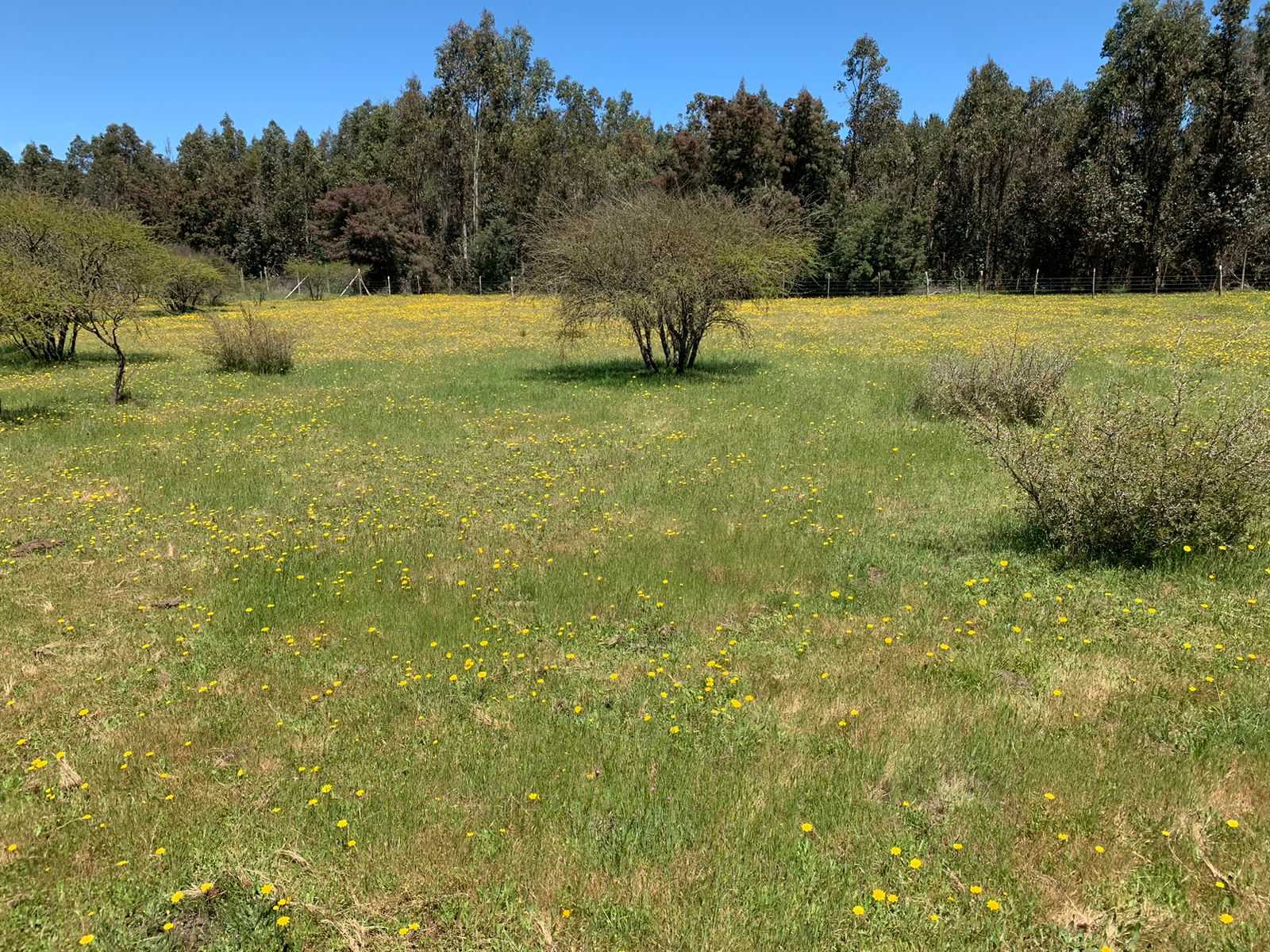 Venta Parcela Chillan Viejo - Ñuble