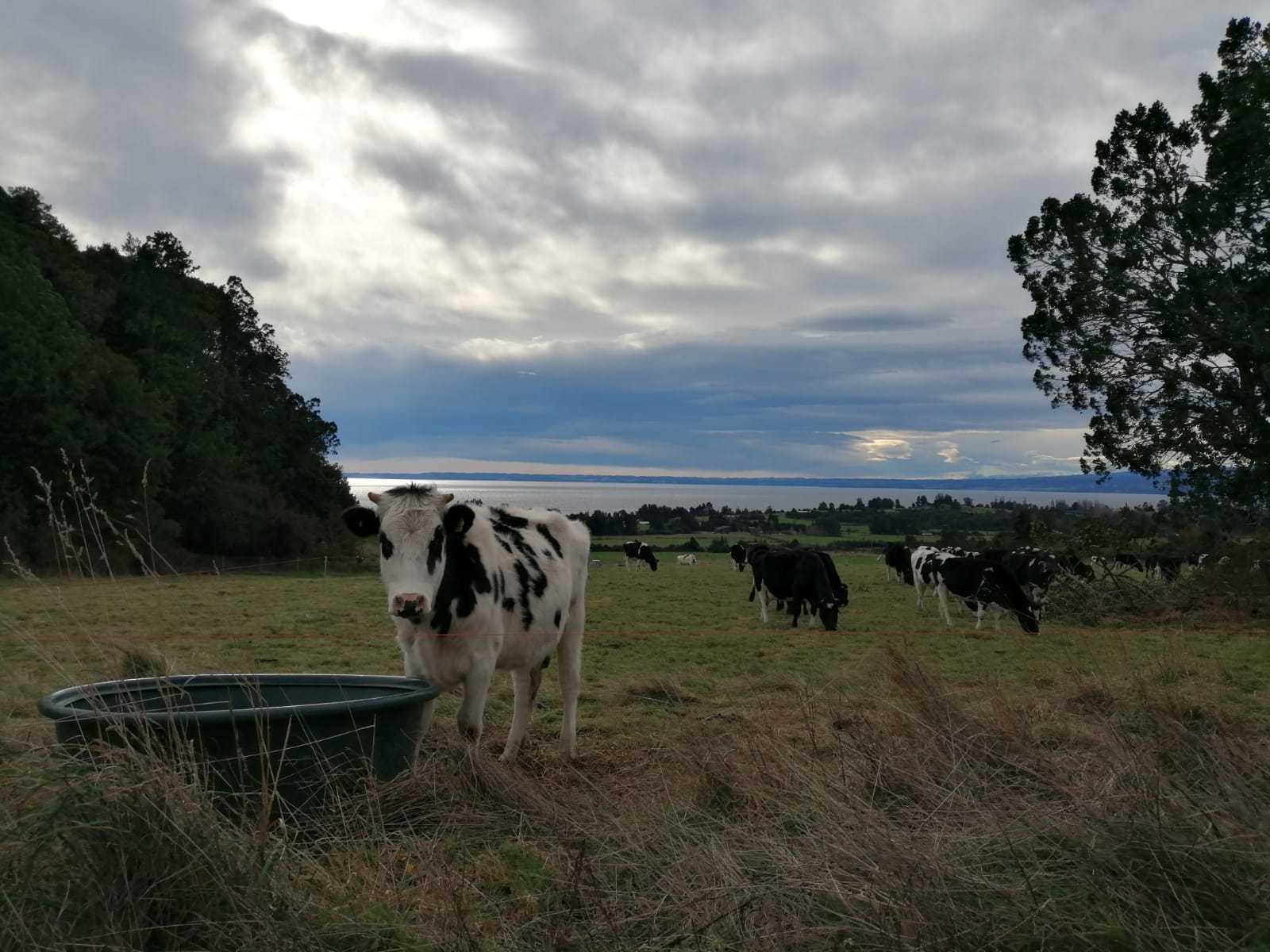 Venta Parcela Puerto Varas - Los Lagos