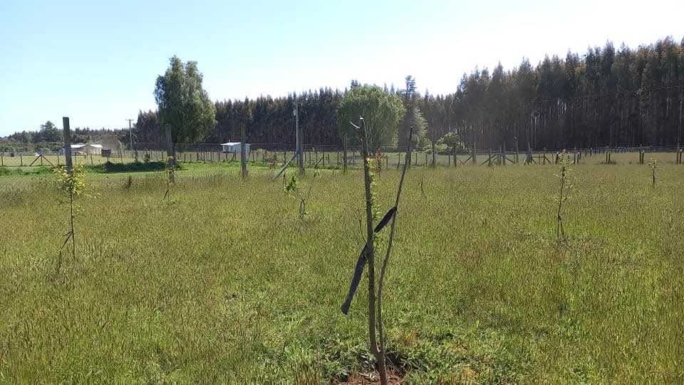 Venta Parcela Mafil - Los Ríos