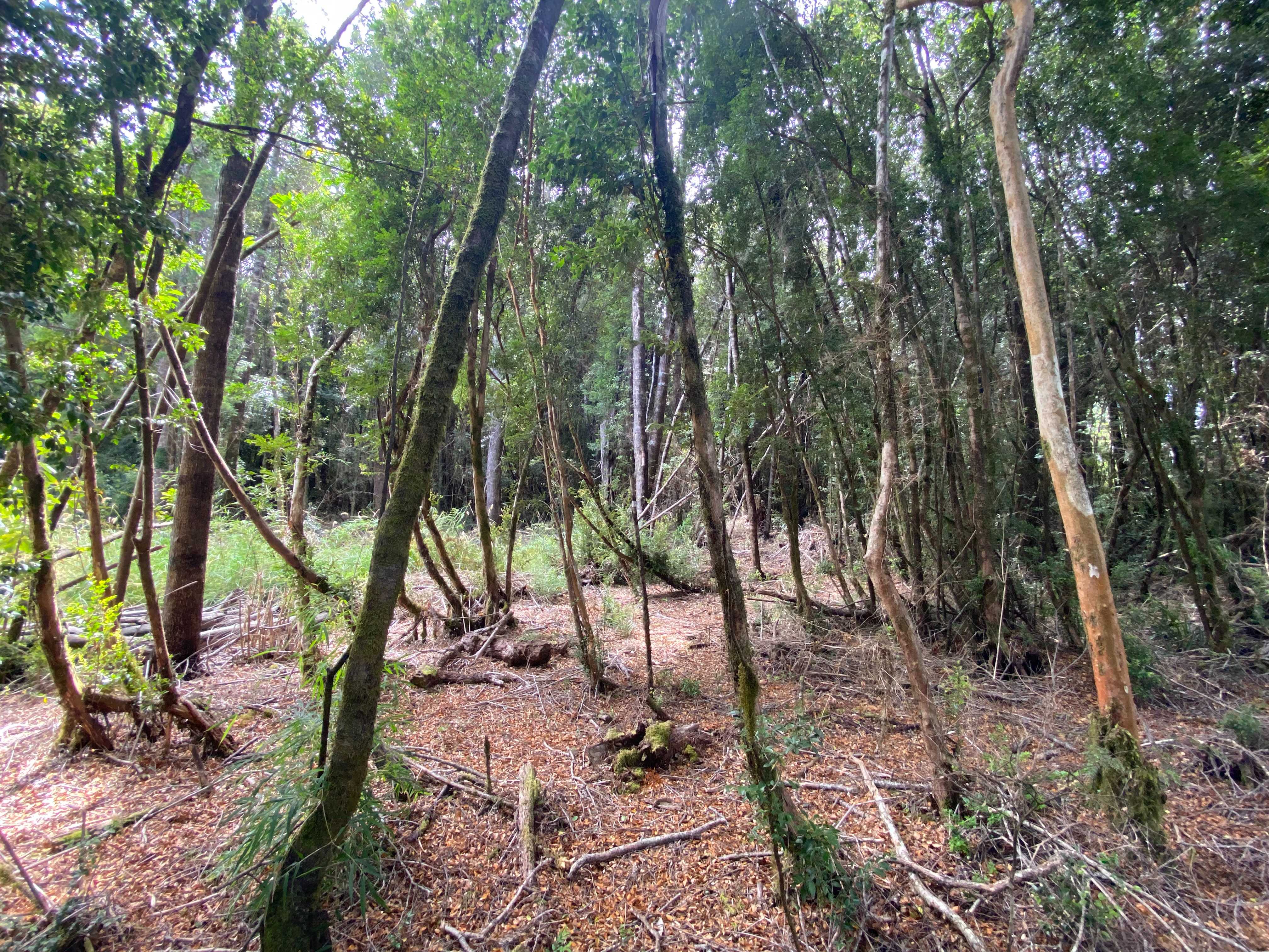 Venta Parcela Puerto Varas - Los Lagos