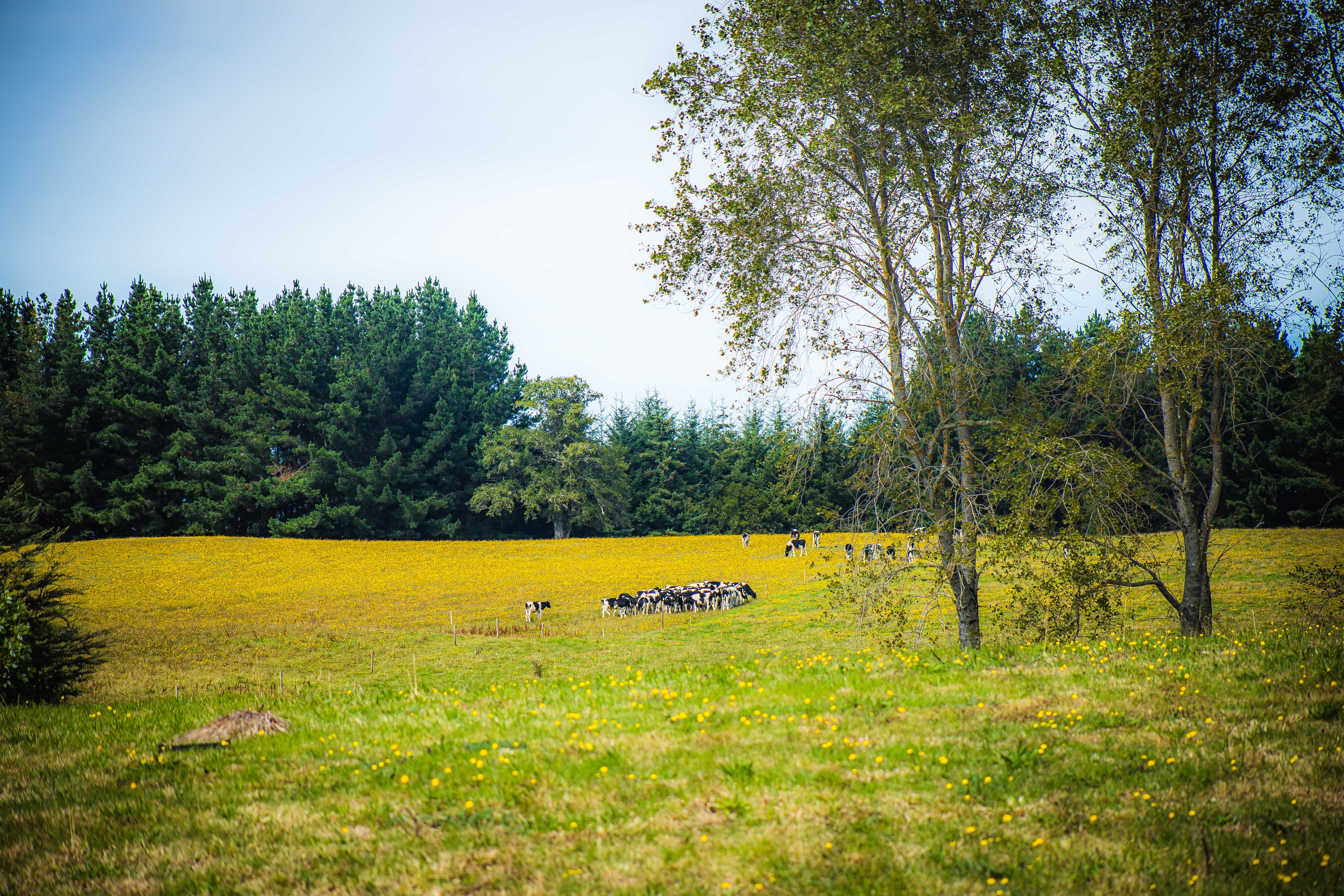 Terreno en Frutillar