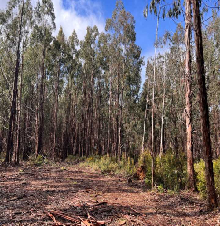 Venta Parcela Chonchi - Los Lagos