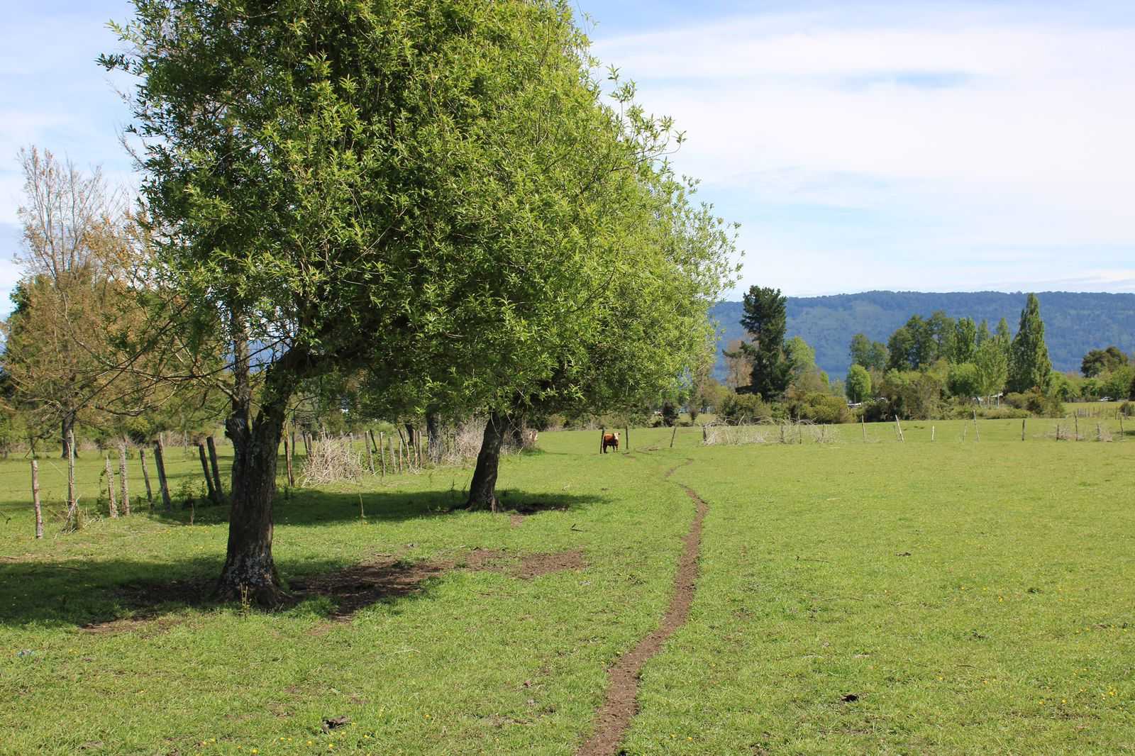 Venta Terreno Puyehue - Los Lagos