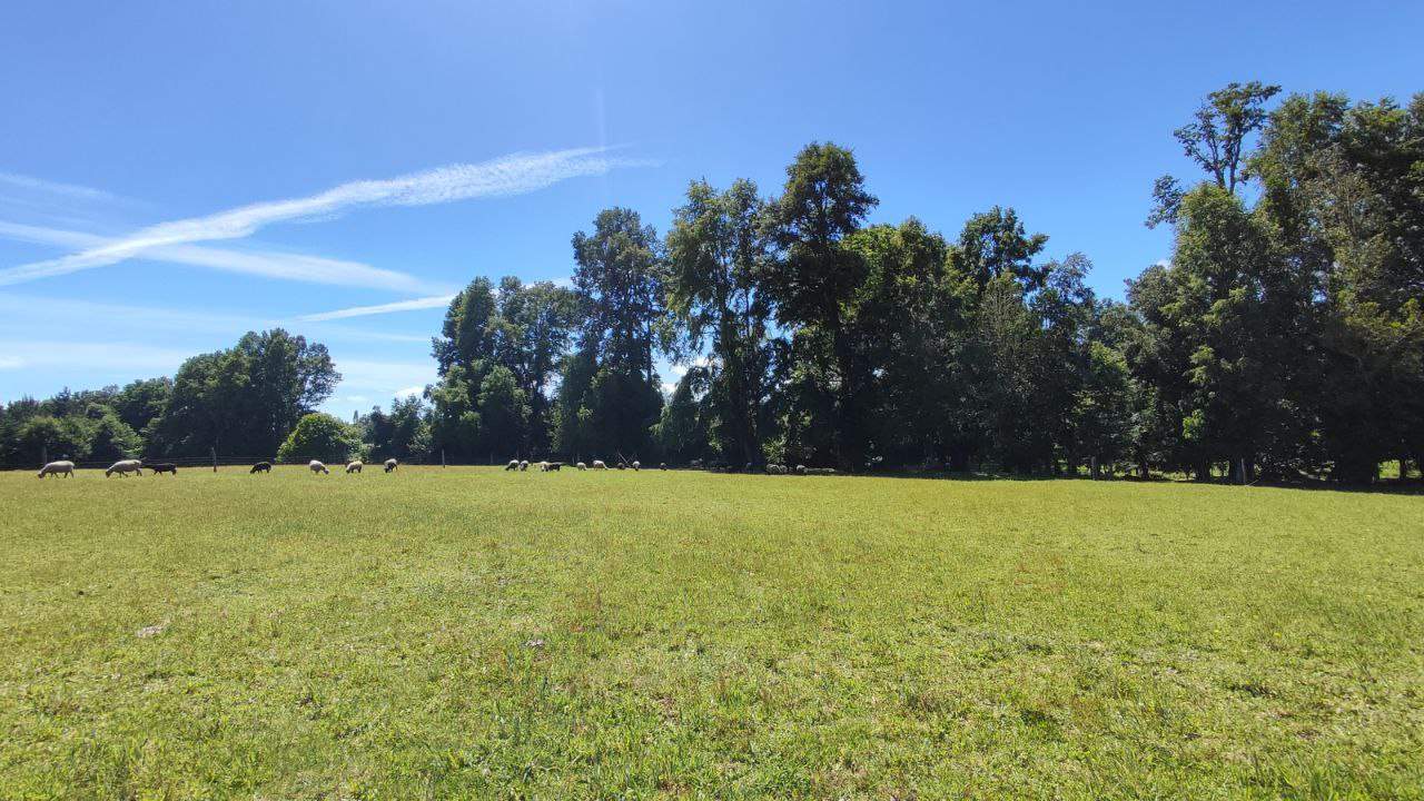 Venta Parcela Pitrufquén - La Araucanía