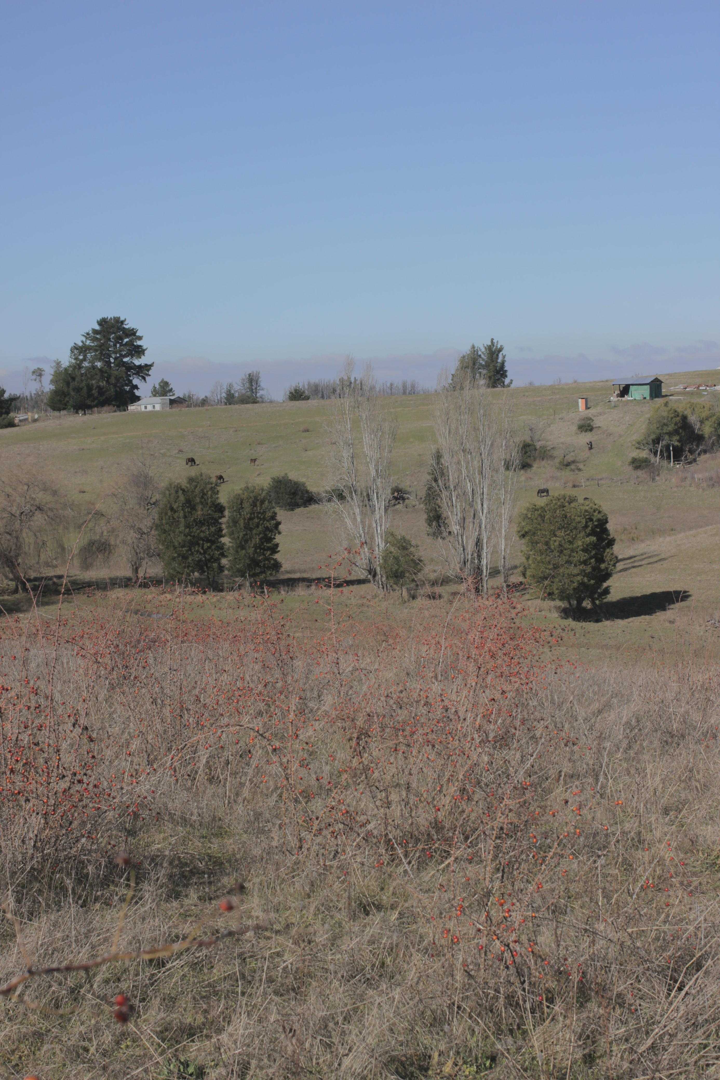 Venta Parcela Yumbel - Biobío
