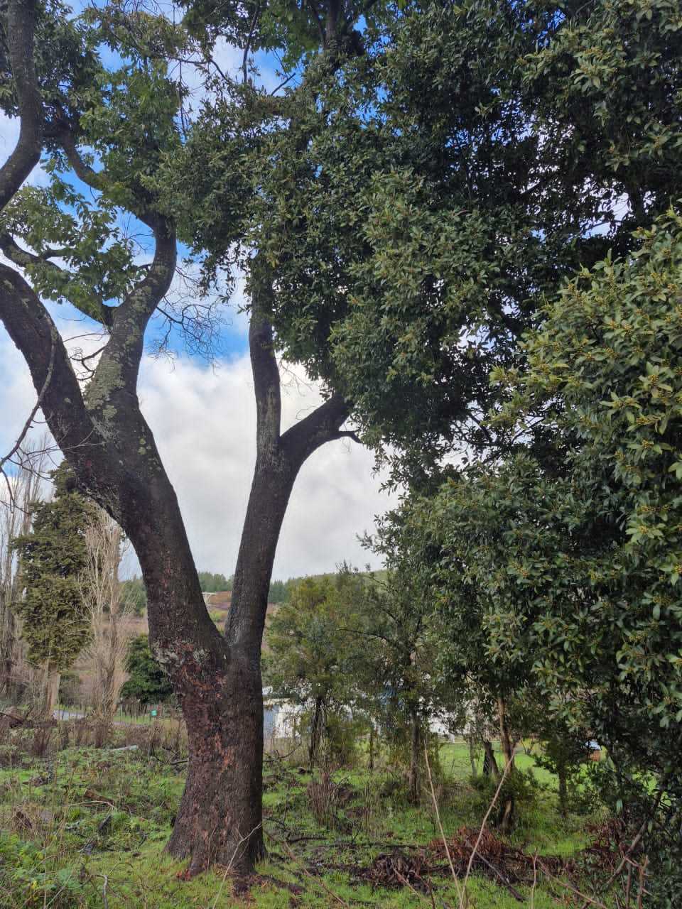 Venta Parcela Los Angeles - Biobío